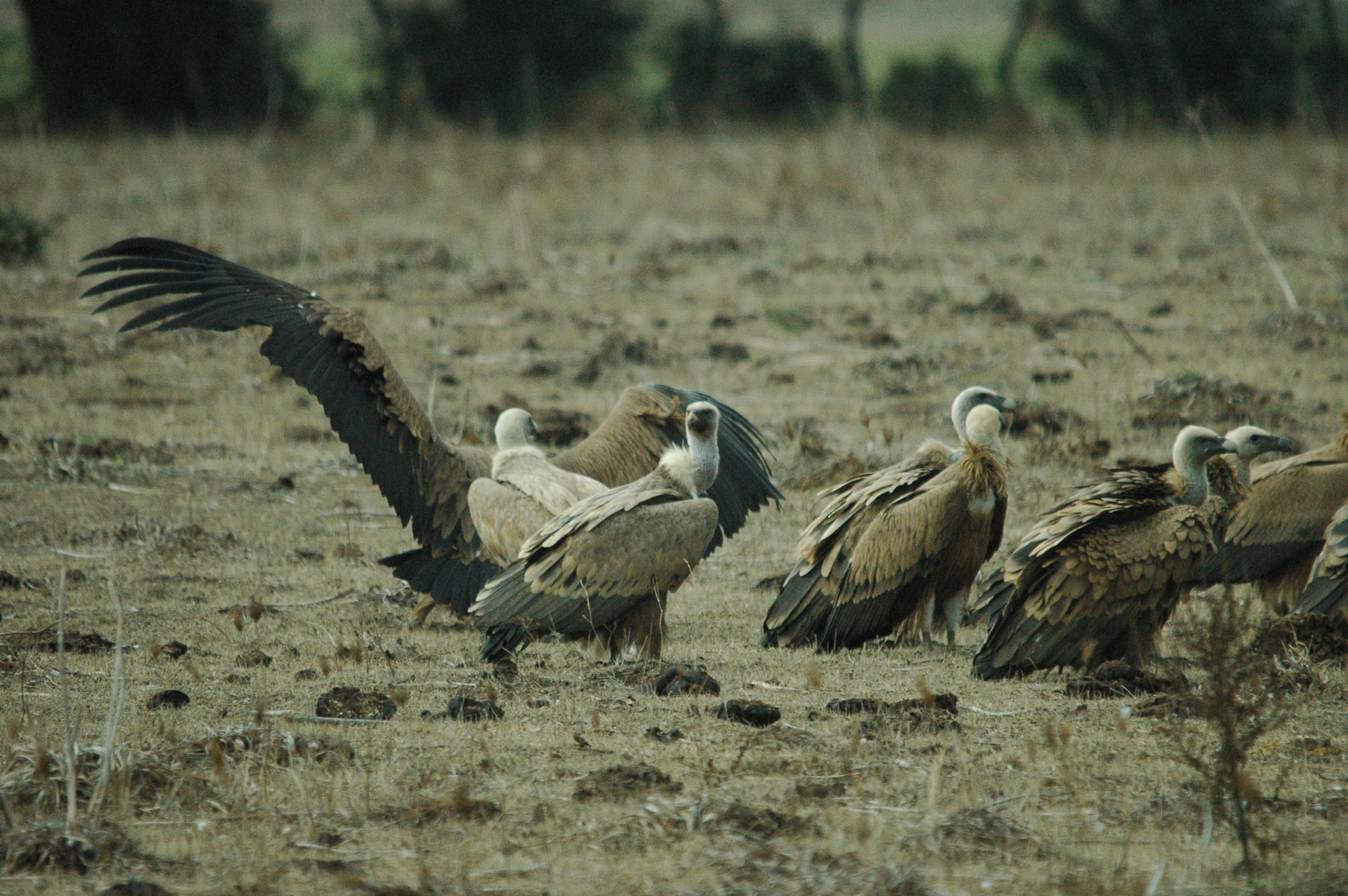 photos/wildlife/Bird_Species/032-Hawks-Eagles-Harriers-Falcons/0645-Eurasian_Griffon/20090927-Spain-70.jpg