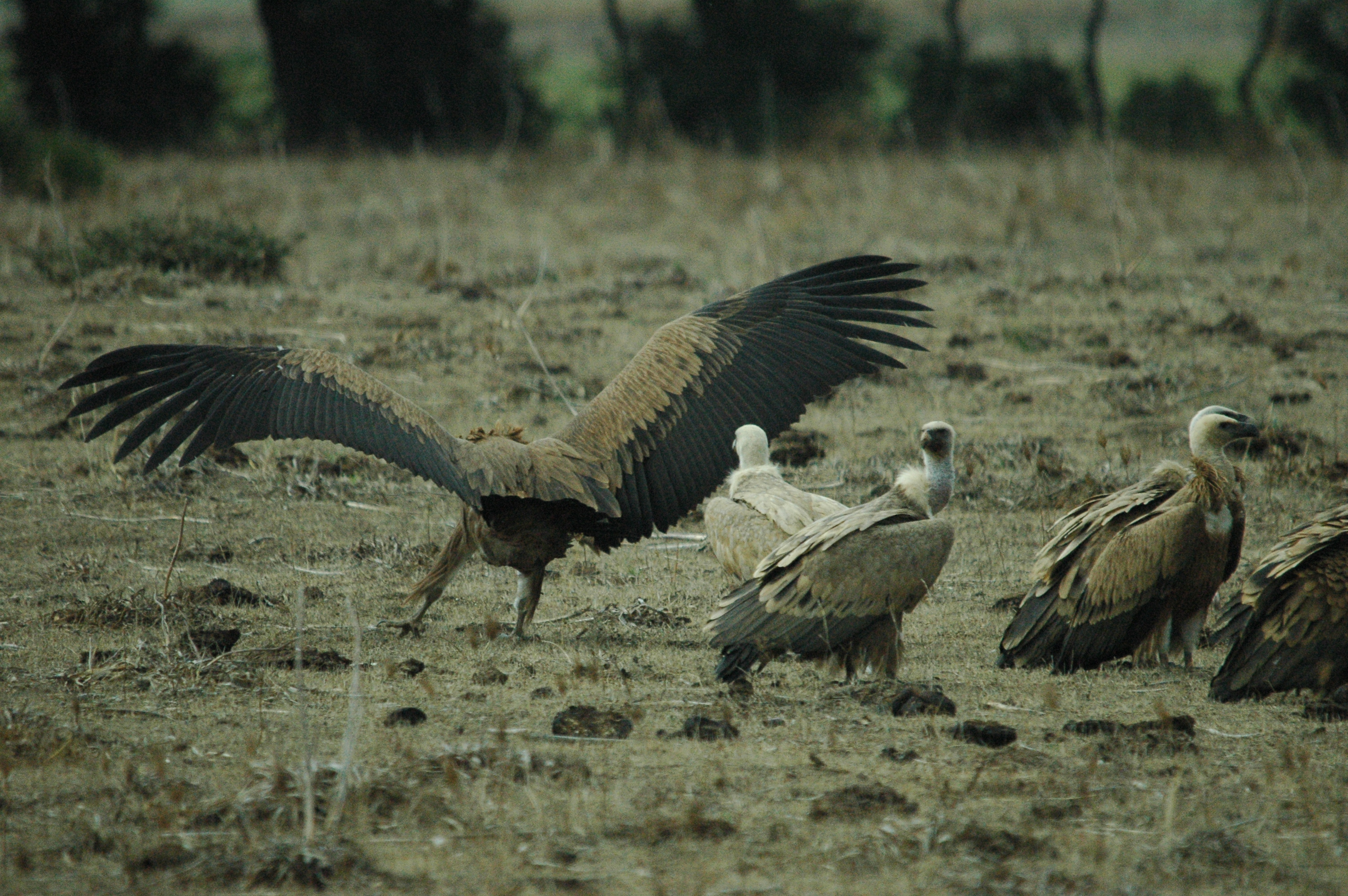 photos/wildlife/Bird_Species/032-Hawks-Eagles-Harriers-Falcons/0645-Eurasian_Griffon/20090927-Spain-71.jpg