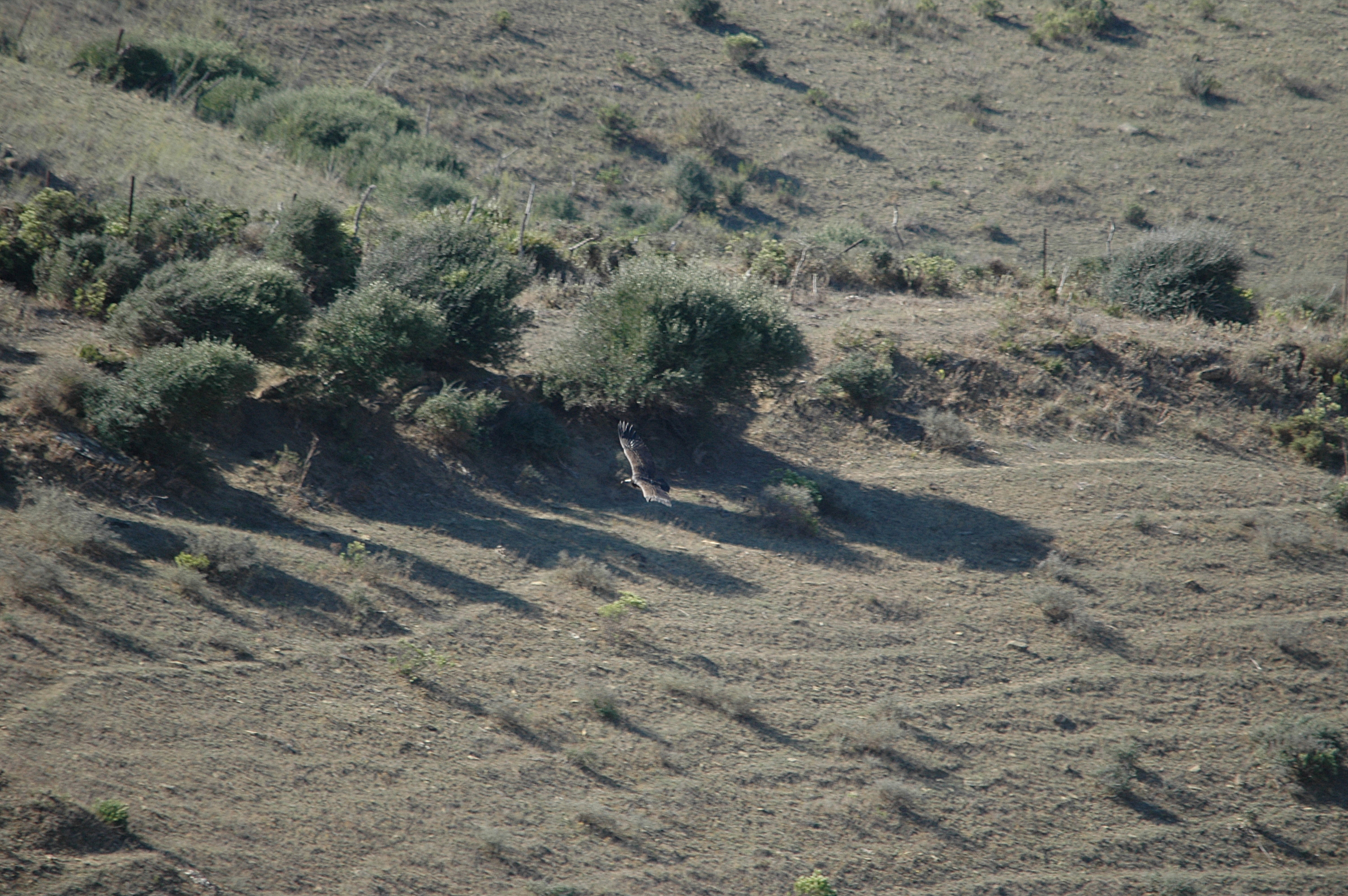 photos/wildlife/Bird_Species/032-Hawks-Eagles-Harriers-Falcons/0648-Ruppells_Vulture/20090922-Spain-01.jpg