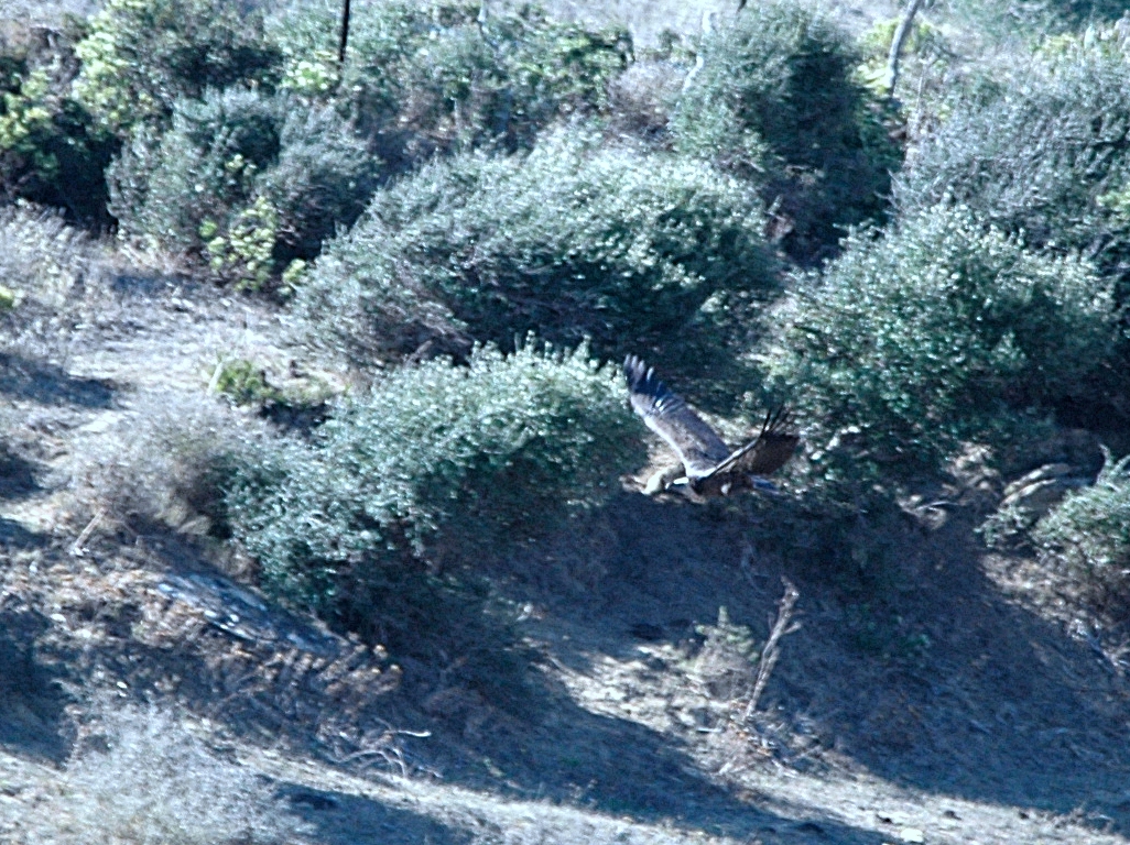 photos/wildlife/Bird_Species/032-Hawks-Eagles-Harriers-Falcons/0648-Ruppells_Vulture/20090922-Spain-03-cropped.jpeg
