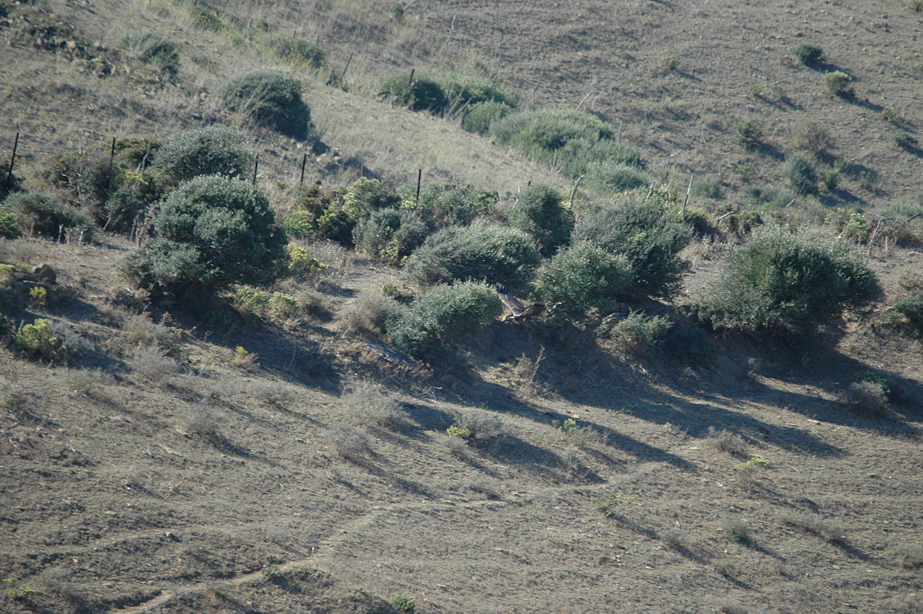 photos/wildlife/Bird_Species/032-Hawks-Eagles-Harriers-Falcons/0648-Ruppells_Vulture/20090922-Spain-03.jpg