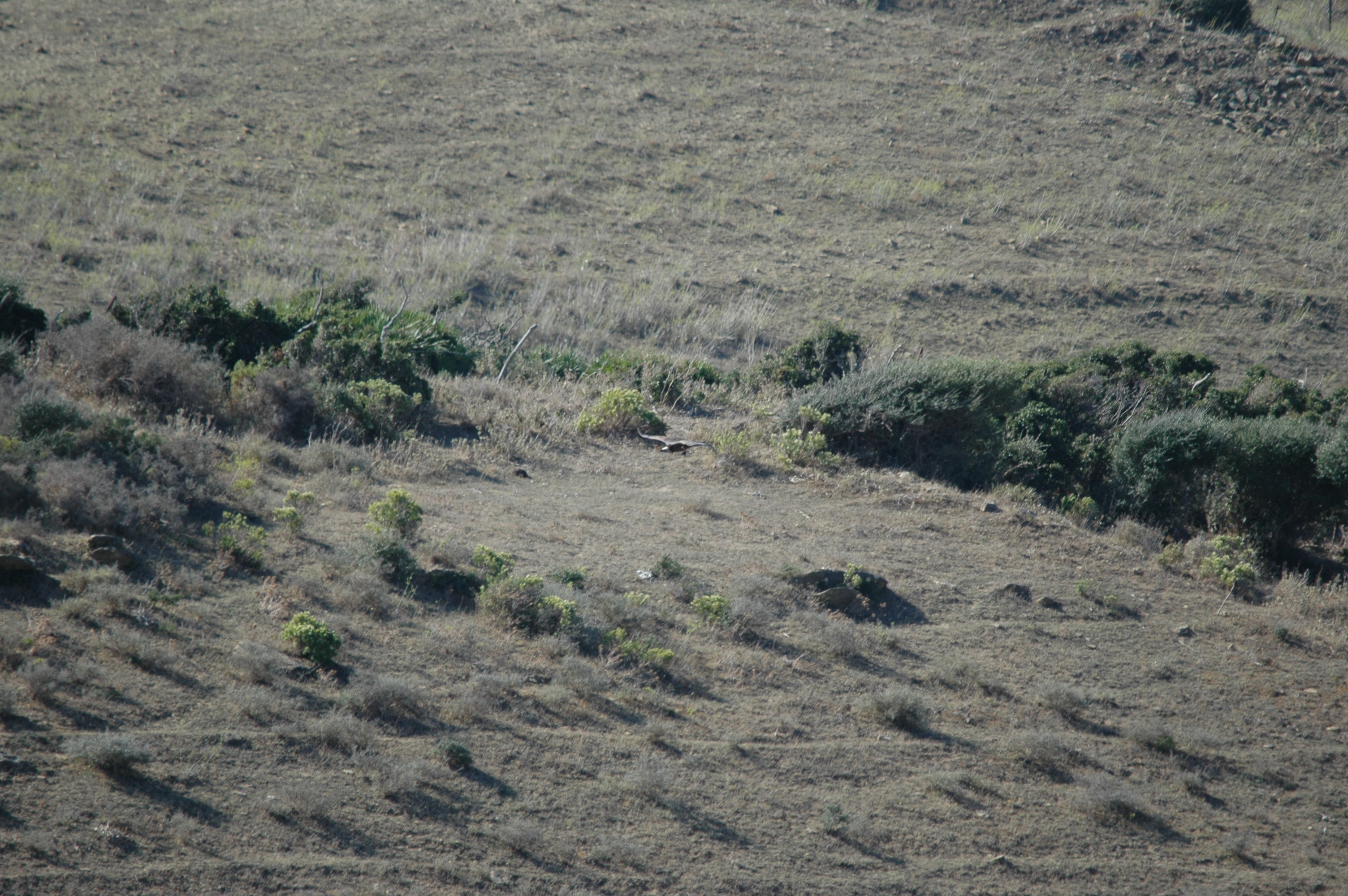 photos/wildlife/Bird_Species/032-Hawks-Eagles-Harriers-Falcons/0648-Ruppells_Vulture/20090922-Spain-04.jpg