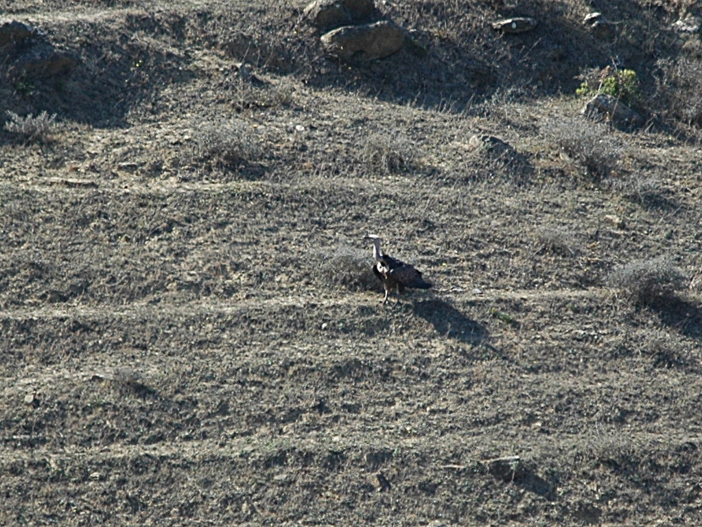 photos/wildlife/Bird_Species/032-Hawks-Eagles-Harriers-Falcons/0648-Ruppells_Vulture/20090922-Spain-05-cropped.jpg