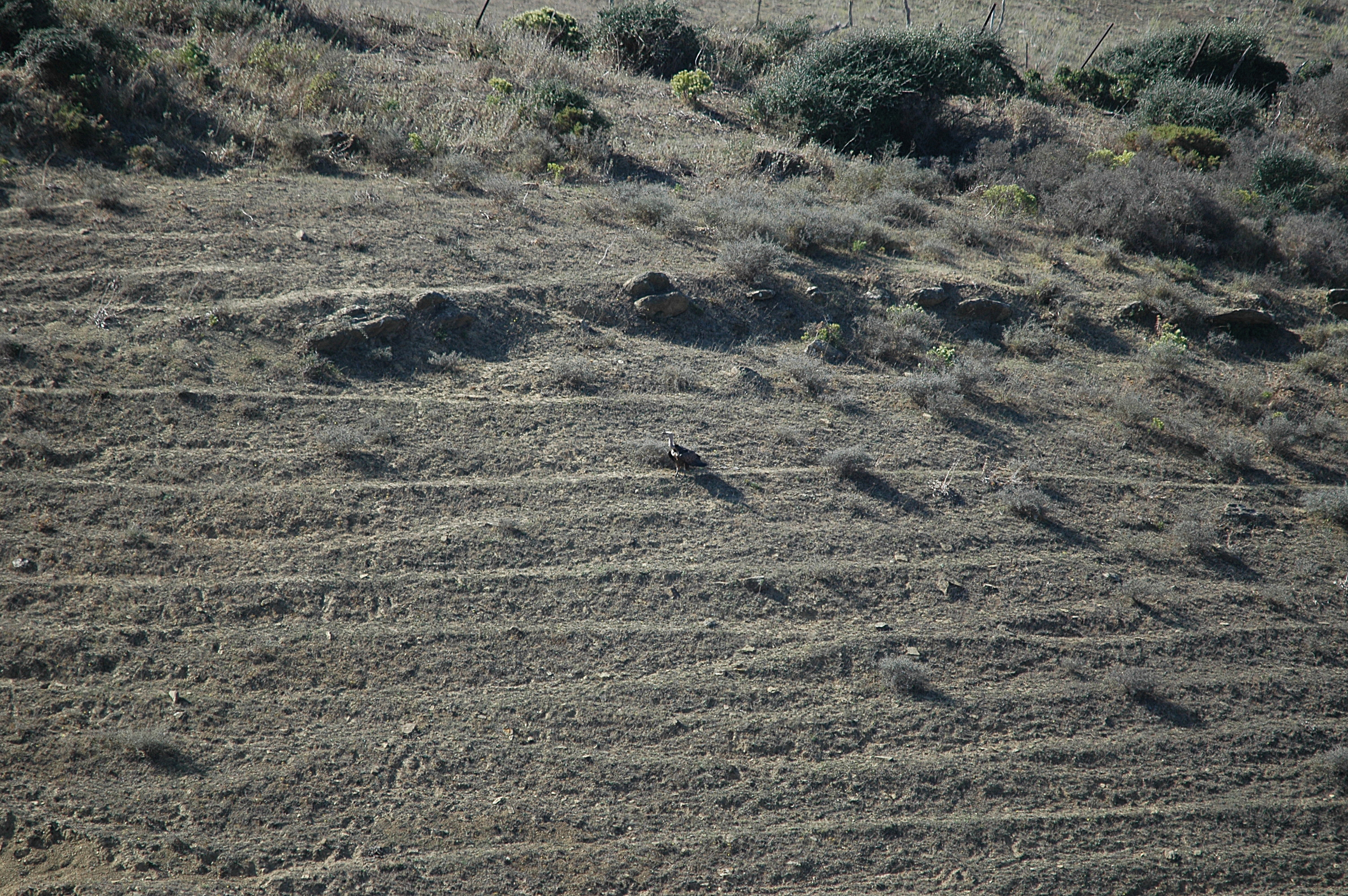 photos/wildlife/Bird_Species/032-Hawks-Eagles-Harriers-Falcons/0648-Ruppells_Vulture/20090922-Spain-05.jpg