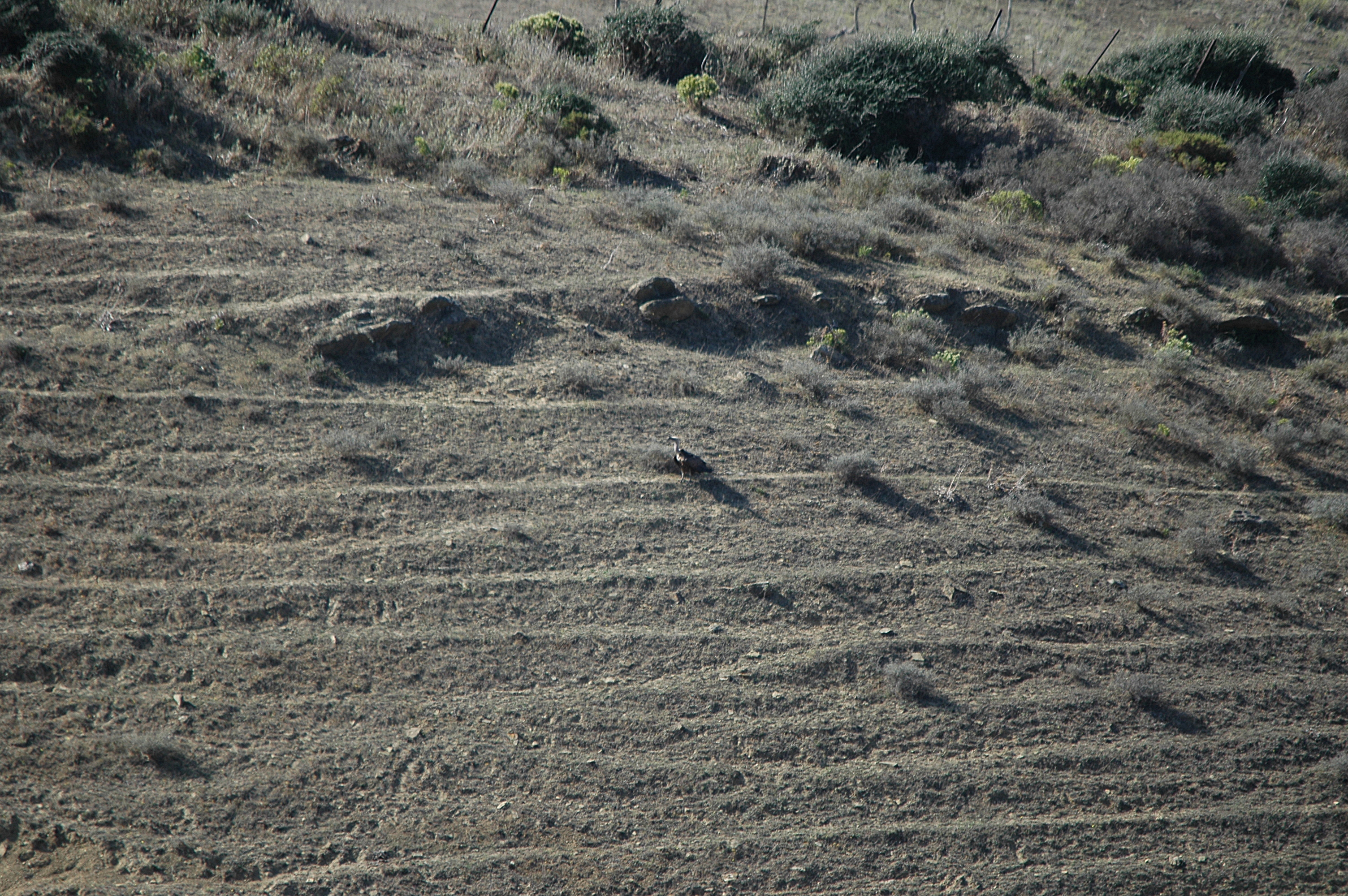 photos/wildlife/Bird_Species/032-Hawks-Eagles-Harriers-Falcons/0648-Ruppells_Vulture/20090922-Spain-06.jpg