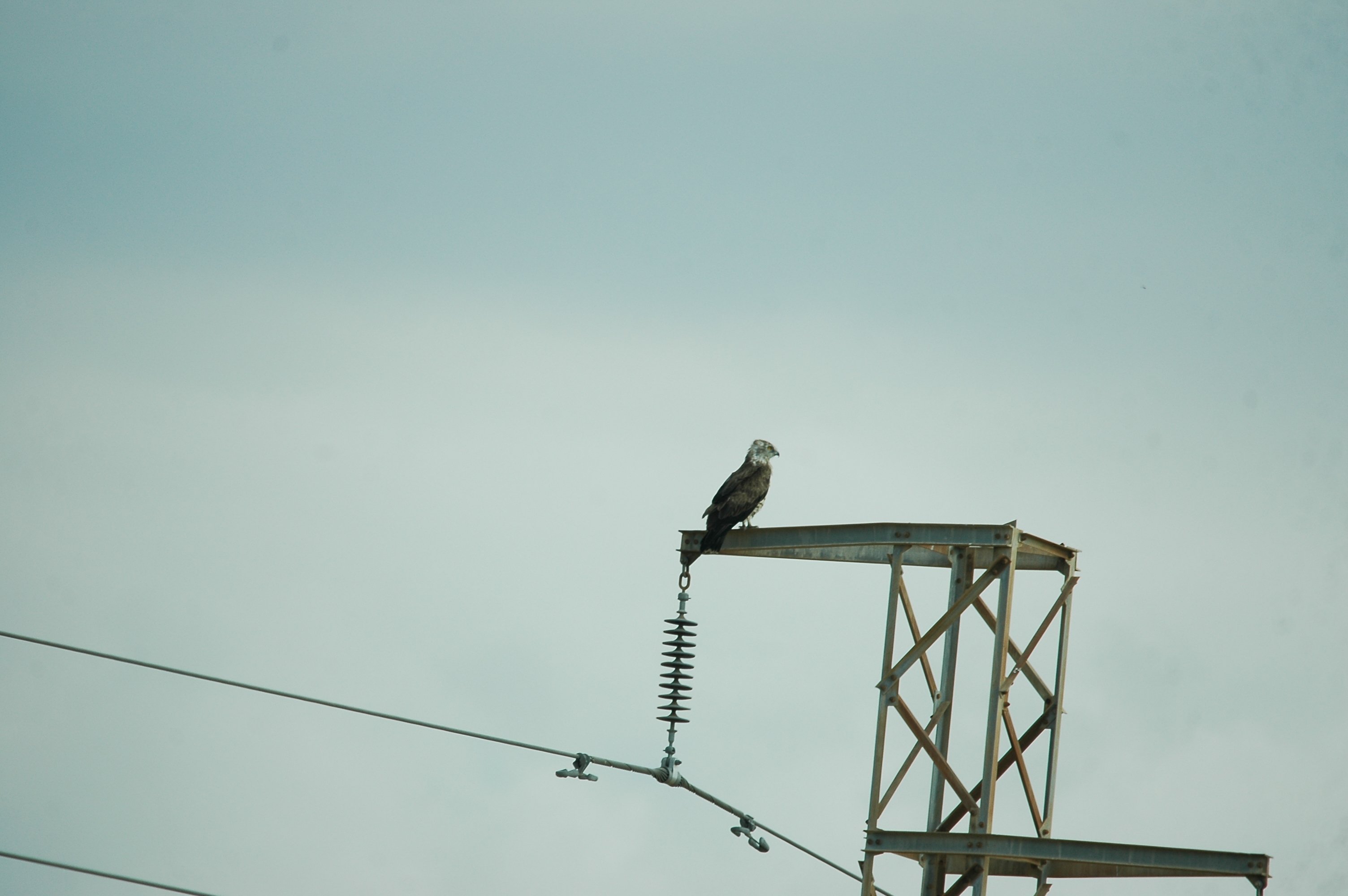 photos/wildlife/Bird_Species/032-Hawks-Eagles-Harriers-Falcons/0655-Short-toed_Eagle/20090921-Spain-01.jpg
