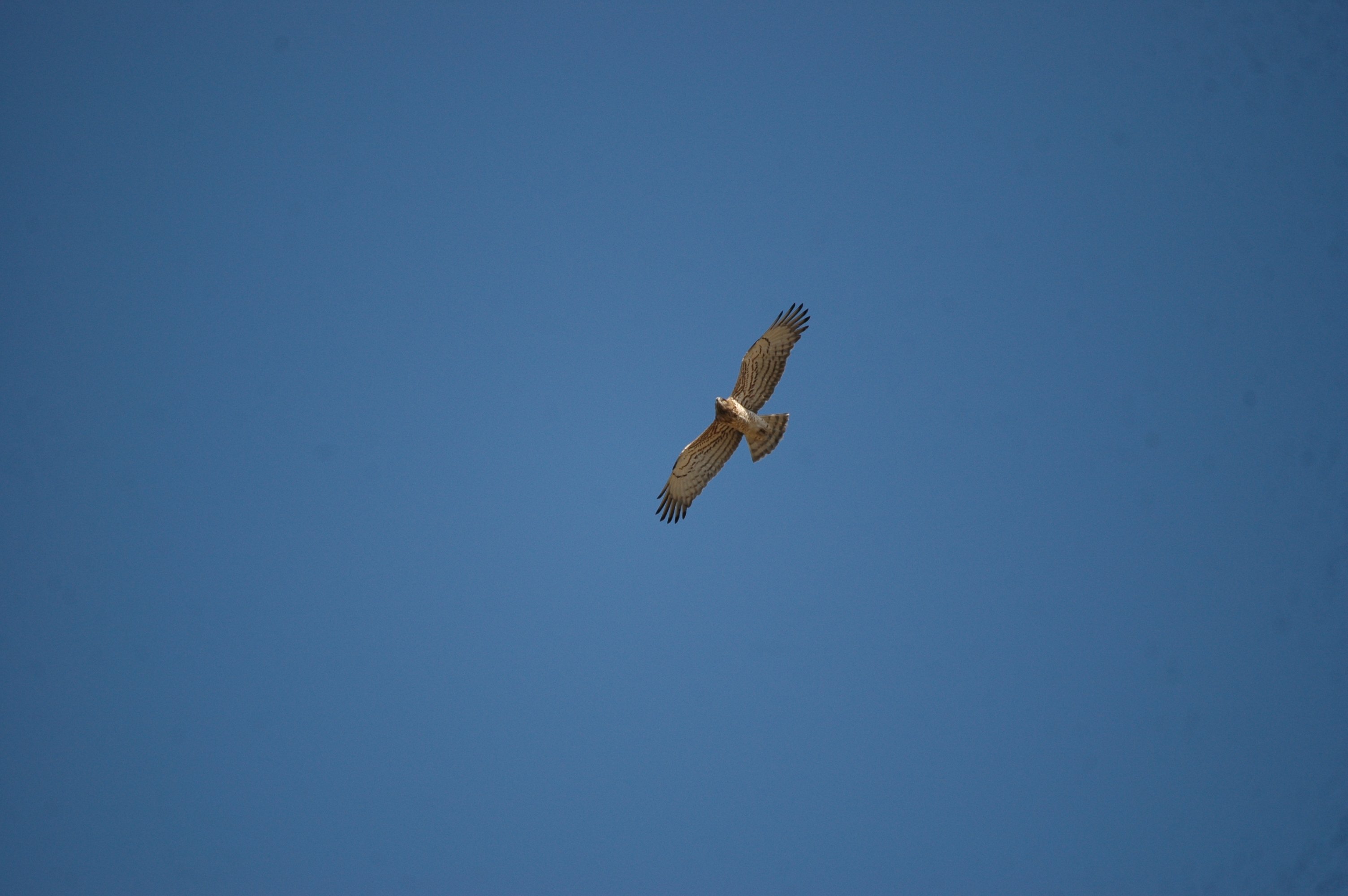 photos/wildlife/Bird_Species/032-Hawks-Eagles-Harriers-Falcons/0655-Short-toed_Eagle/20090922-Spain-01.jpg