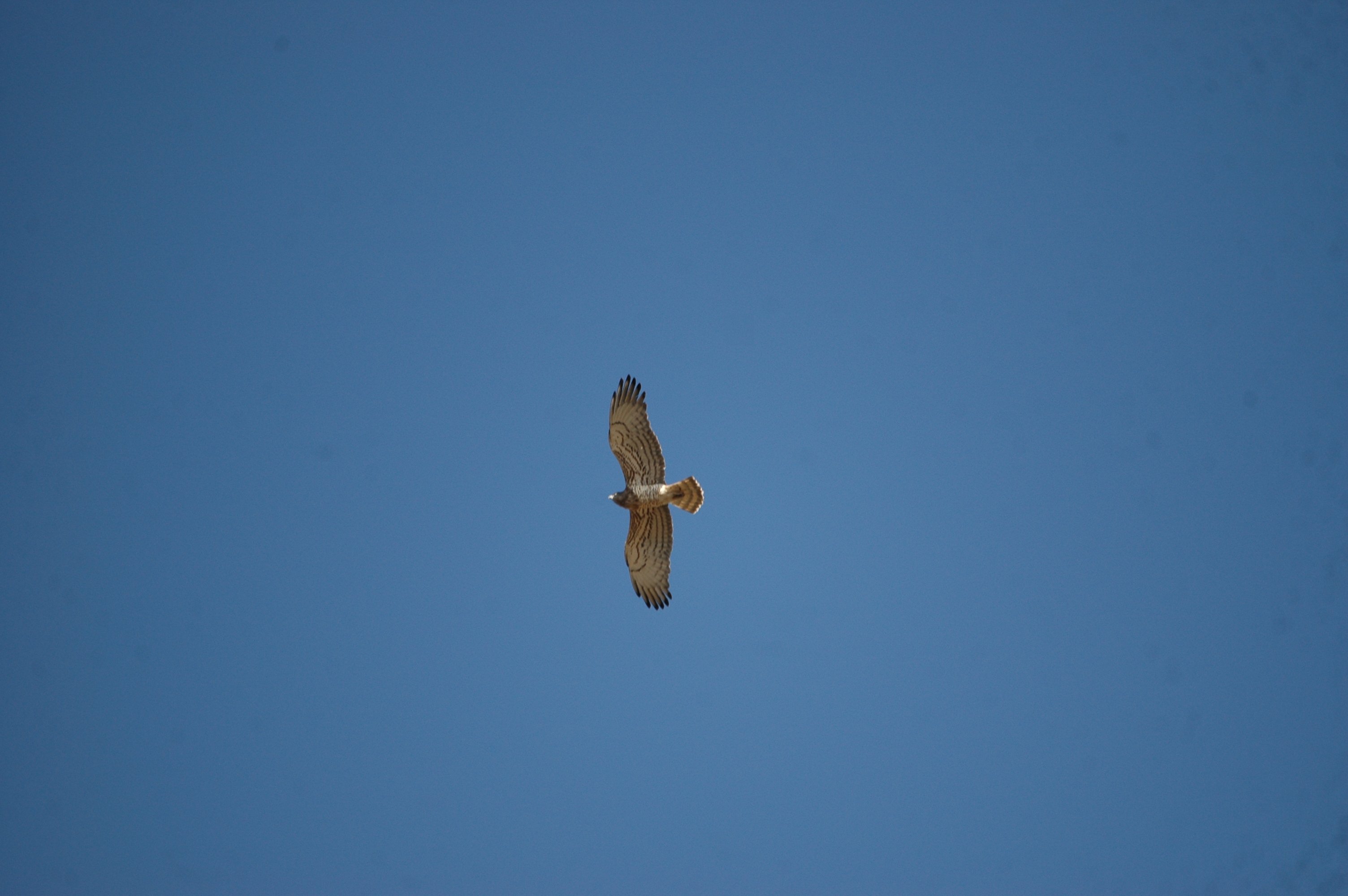 photos/wildlife/Bird_Species/032-Hawks-Eagles-Harriers-Falcons/0655-Short-toed_Eagle/20090922-Spain-02.jpg