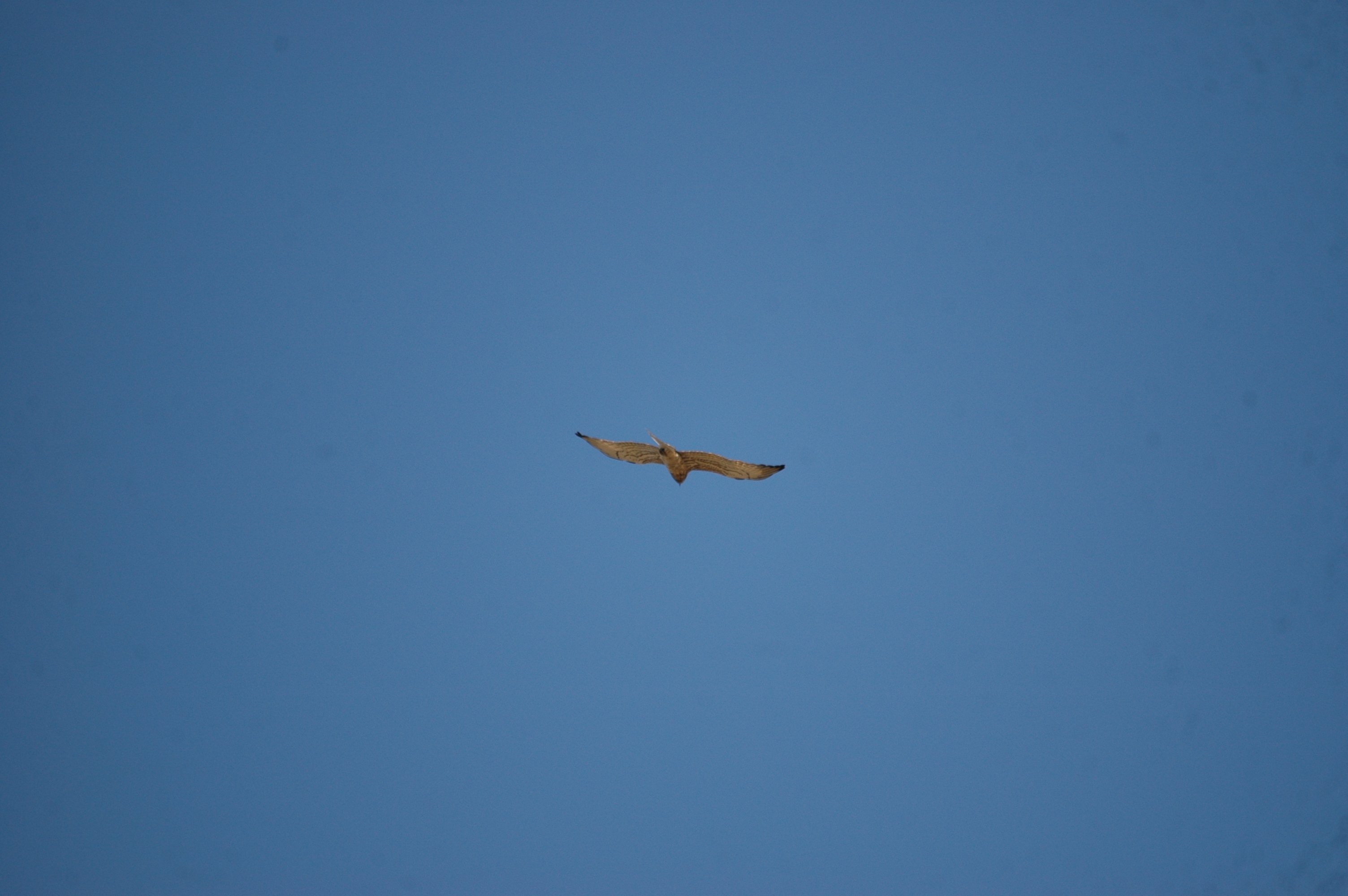 photos/wildlife/Bird_Species/032-Hawks-Eagles-Harriers-Falcons/0655-Short-toed_Eagle/20090922-Spain-03.jpg