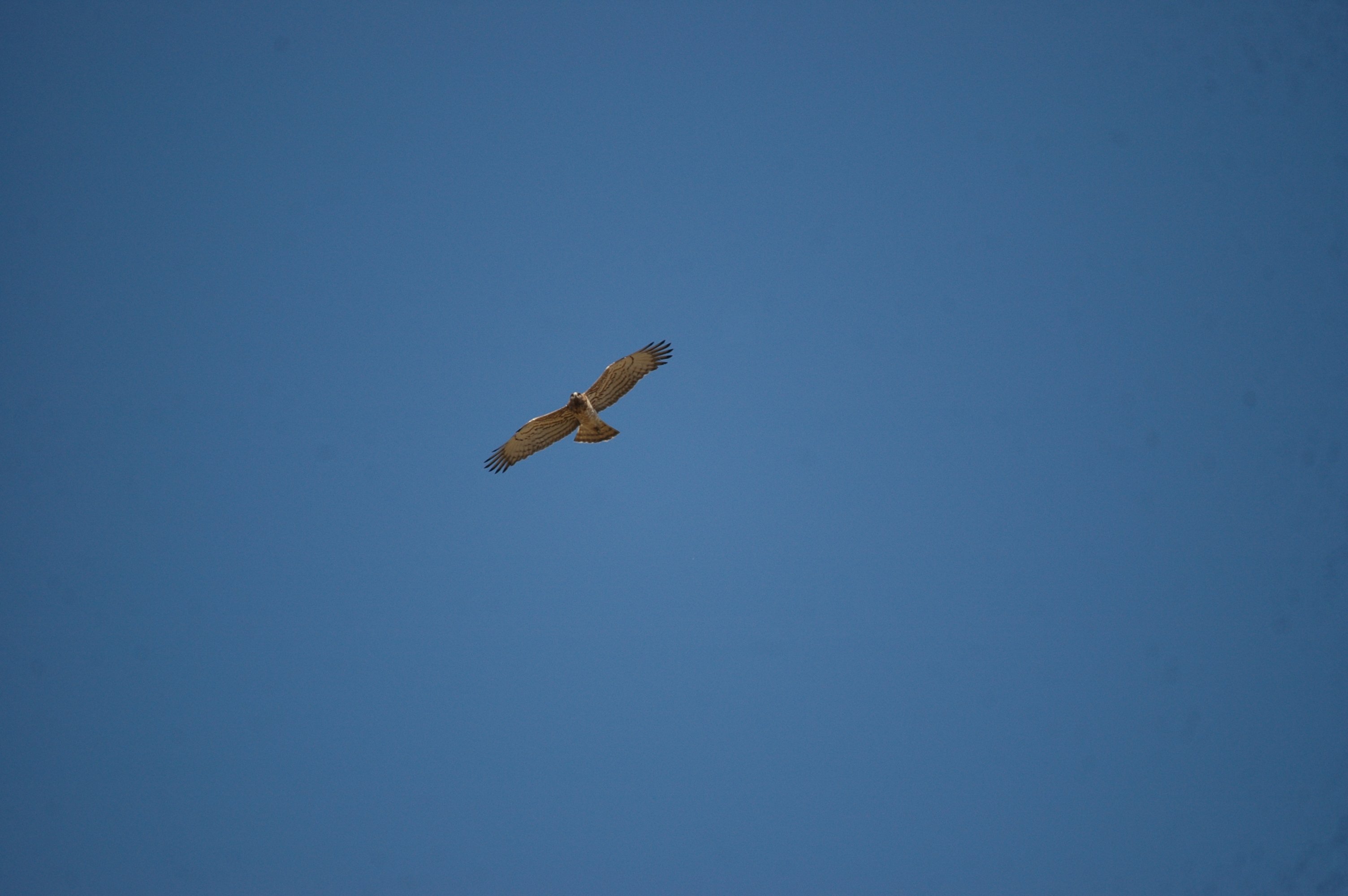 photos/wildlife/Bird_Species/032-Hawks-Eagles-Harriers-Falcons/0655-Short-toed_Eagle/20090922-Spain-04.jpg
