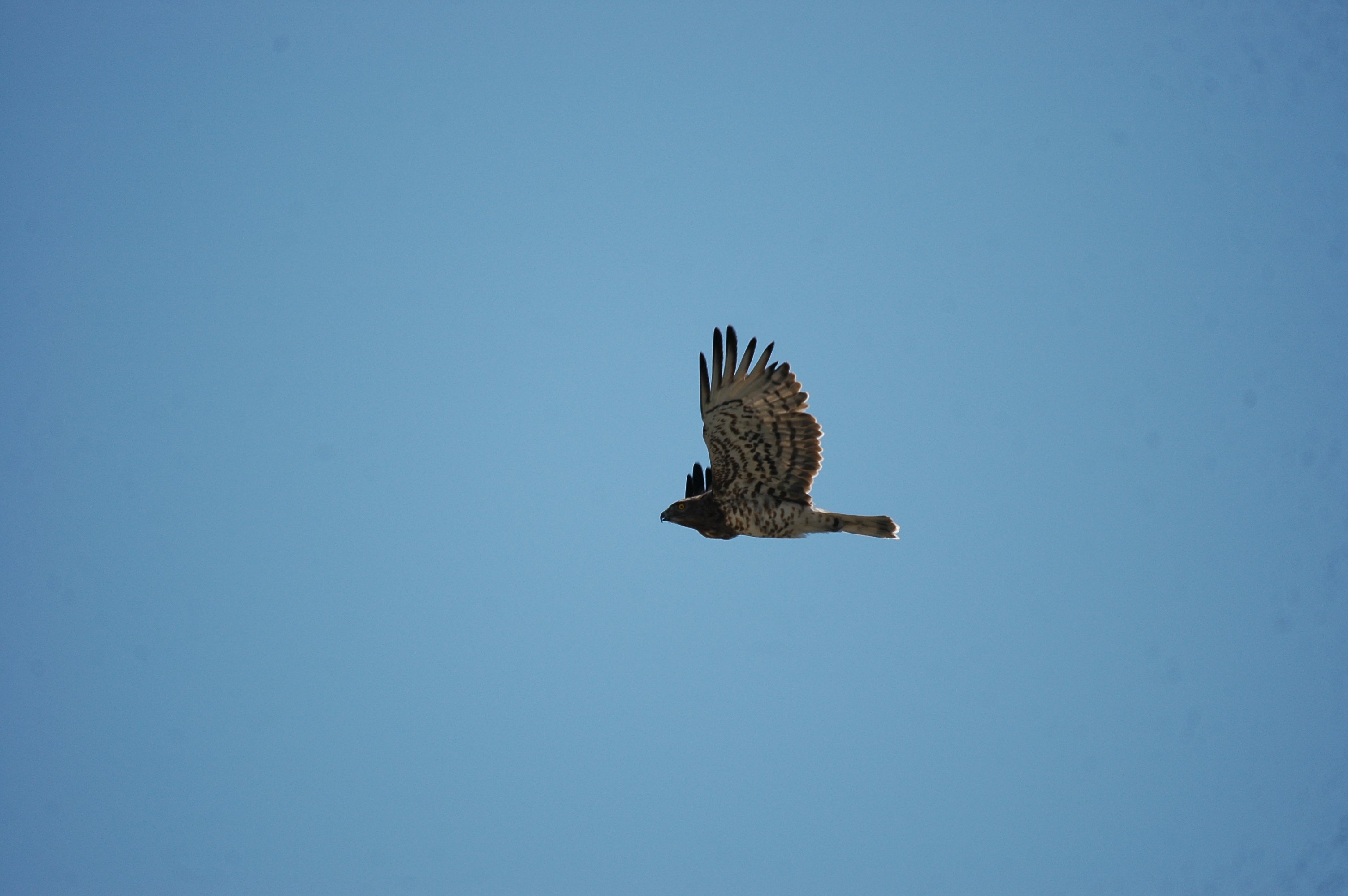 photos/wildlife/Bird_Species/032-Hawks-Eagles-Harriers-Falcons/0655-Short-toed_Eagle/20090923-Spain-01.jpg