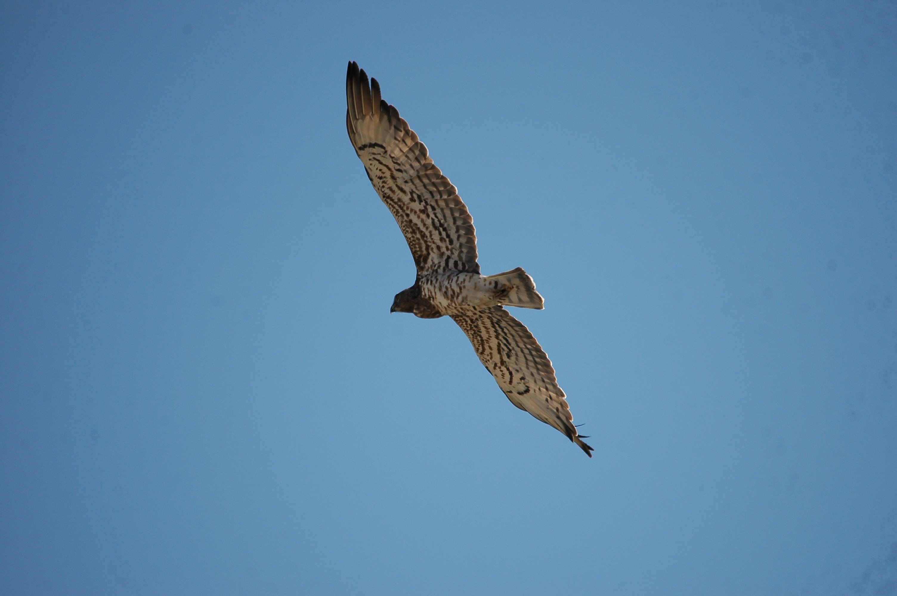 photos/wildlife/Bird_Species/032-Hawks-Eagles-Harriers-Falcons/0655-Short-toed_Eagle/20090923-Spain-02.jpg