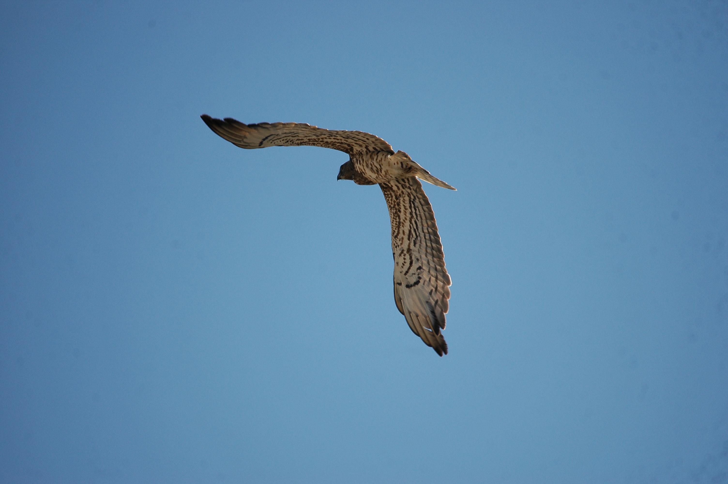 photos/wildlife/Bird_Species/032-Hawks-Eagles-Harriers-Falcons/0655-Short-toed_Eagle/20090923-Spain-03.jpg