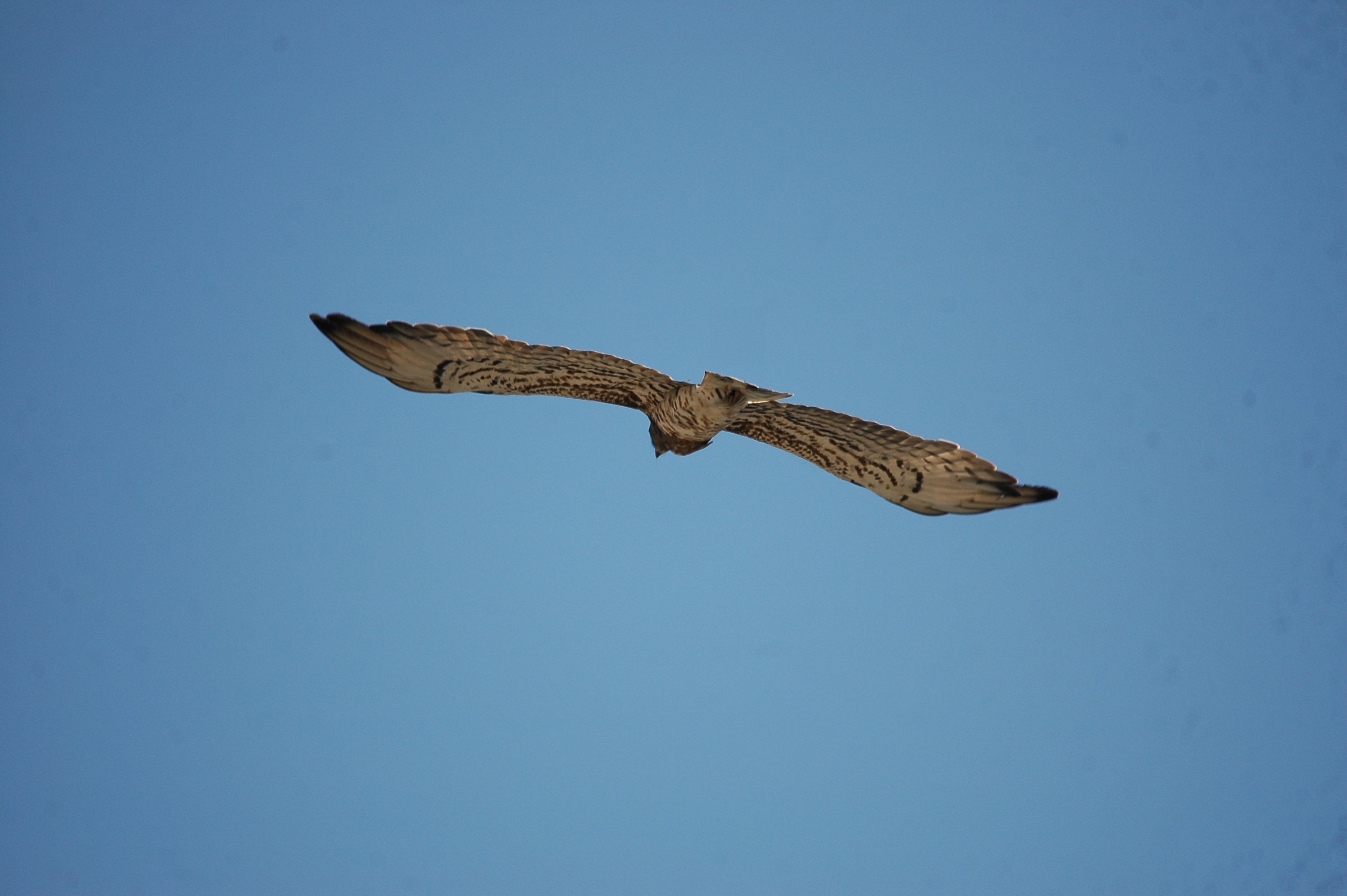 photos/wildlife/Bird_Species/032-Hawks-Eagles-Harriers-Falcons/0655-Short-toed_Eagle/20090923-Spain-04.jpg