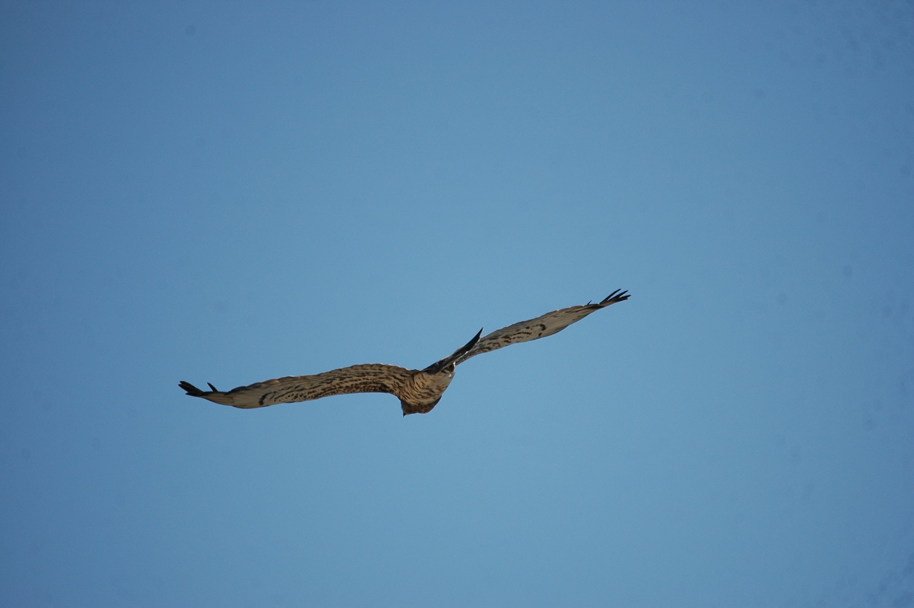 photos/wildlife/Bird_Species/032-Hawks-Eagles-Harriers-Falcons/0655-Short-toed_Eagle/20090923-Spain-05.jpg