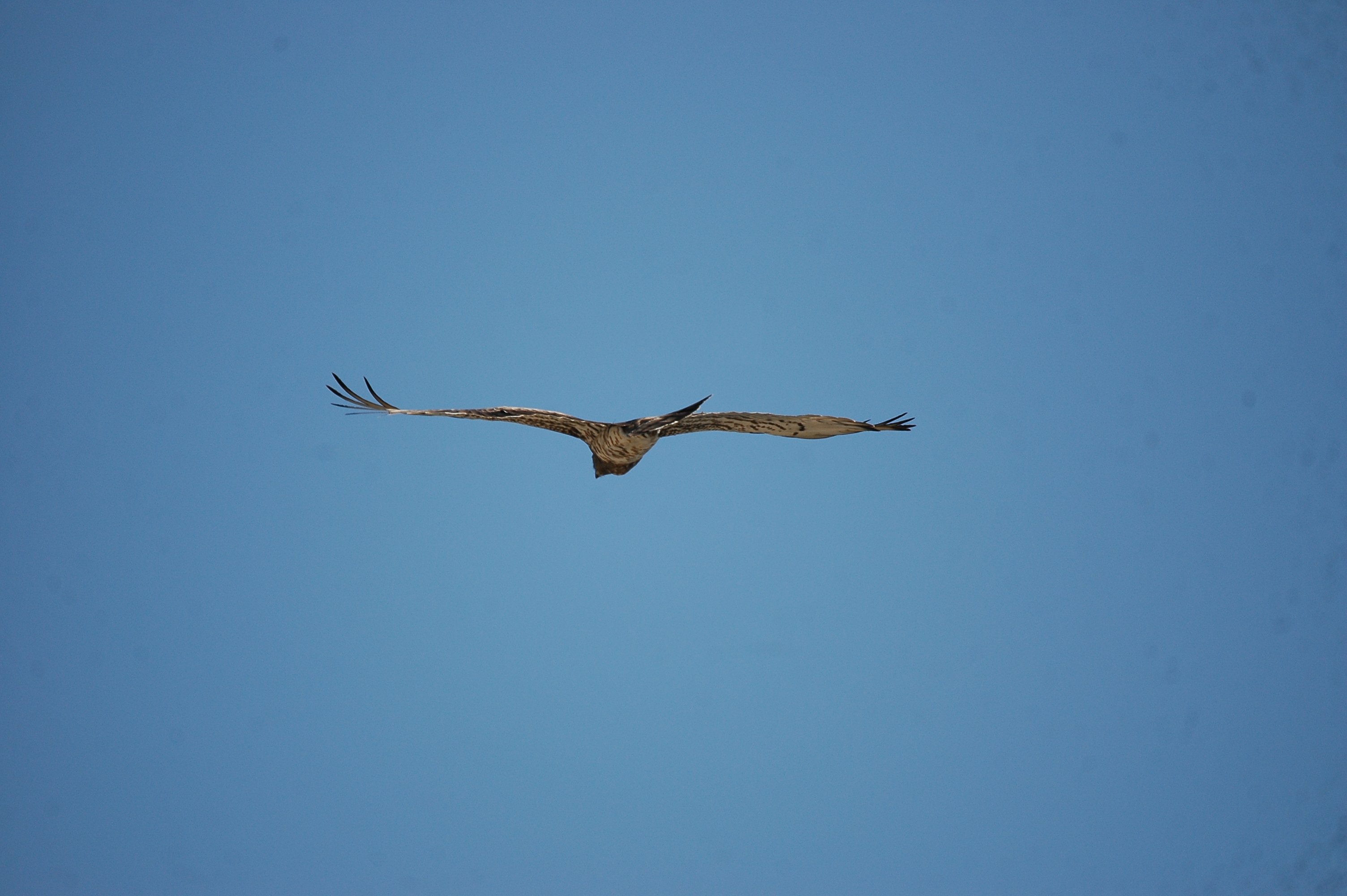 photos/wildlife/Bird_Species/032-Hawks-Eagles-Harriers-Falcons/0655-Short-toed_Eagle/20090923-Spain-06.jpg
