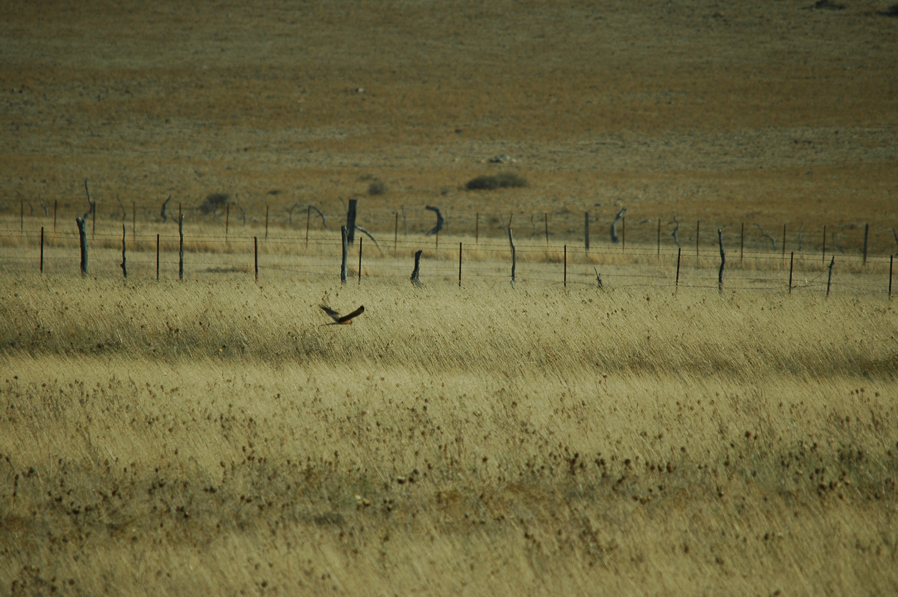 photos/wildlife/Bird_Species/032-Hawks-Eagles-Harriers-Falcons/0687-Montagu's_Harrier/20090925-Spain-01.jpg
