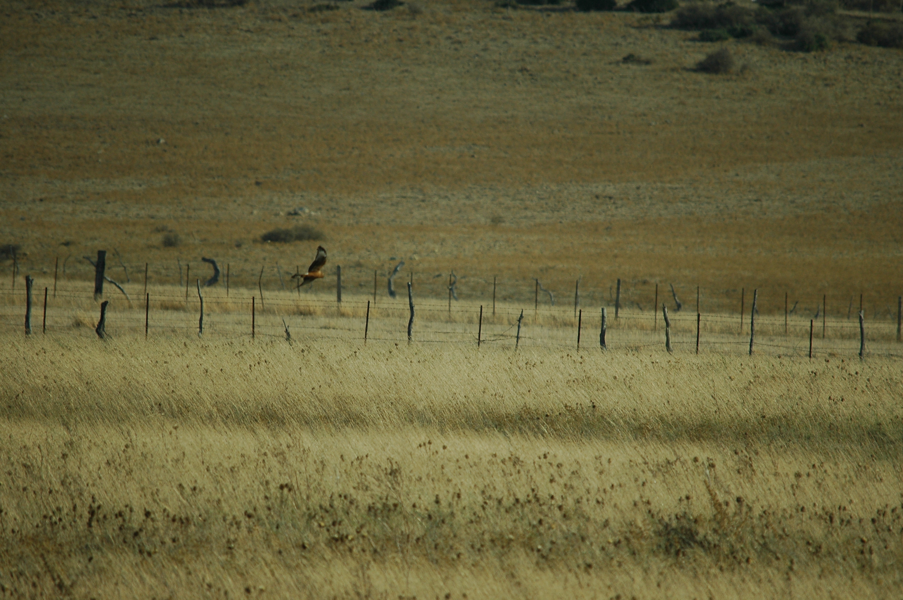 photos/wildlife/Bird_Species/032-Hawks-Eagles-Harriers-Falcons/0687-Montagu's_Harrier/20090925-Spain-02.jpg