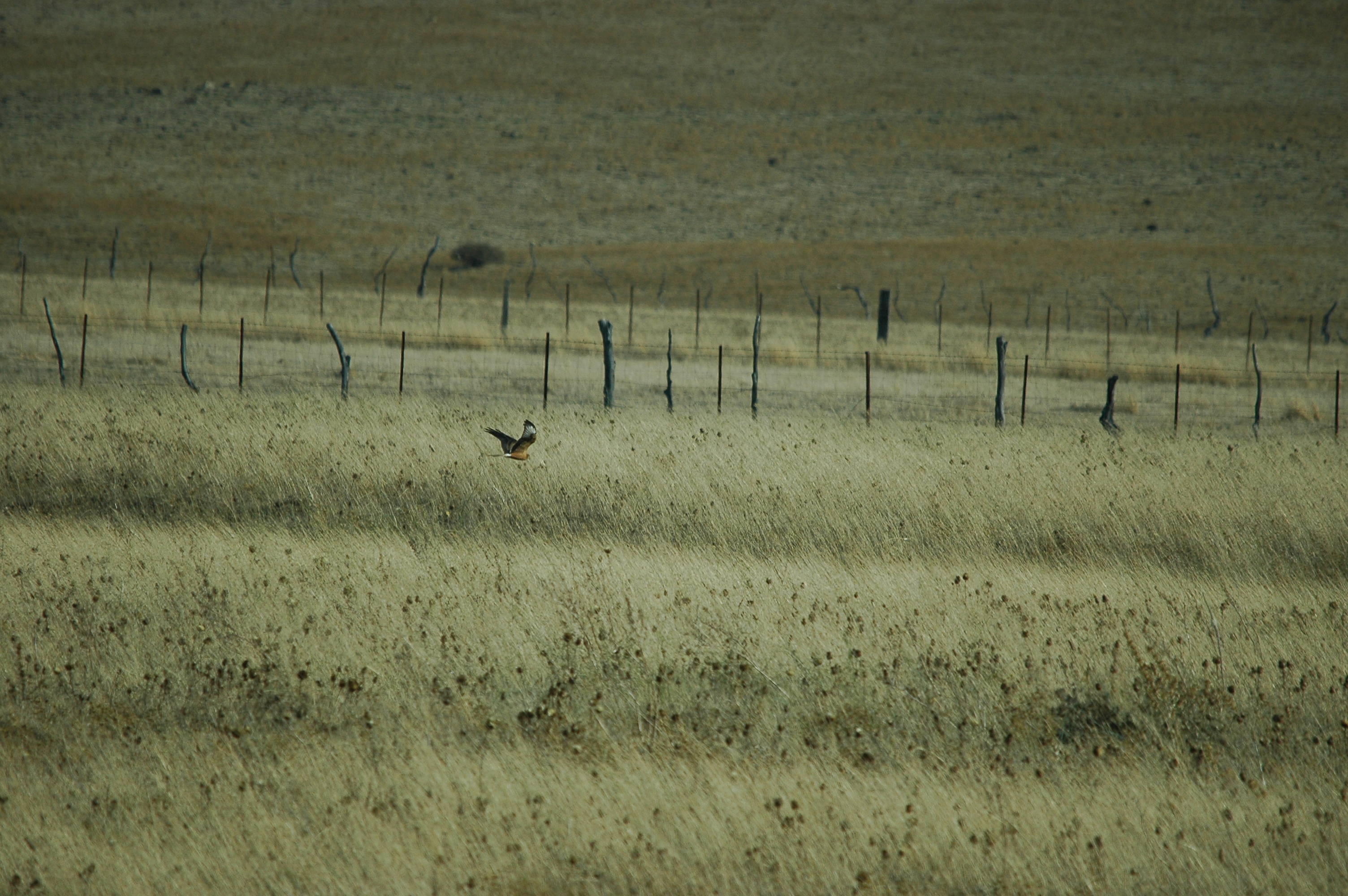 photos/wildlife/Bird_Species/032-Hawks-Eagles-Harriers-Falcons/0687-Montagu's_Harrier/20090925-Spain-03.jpg