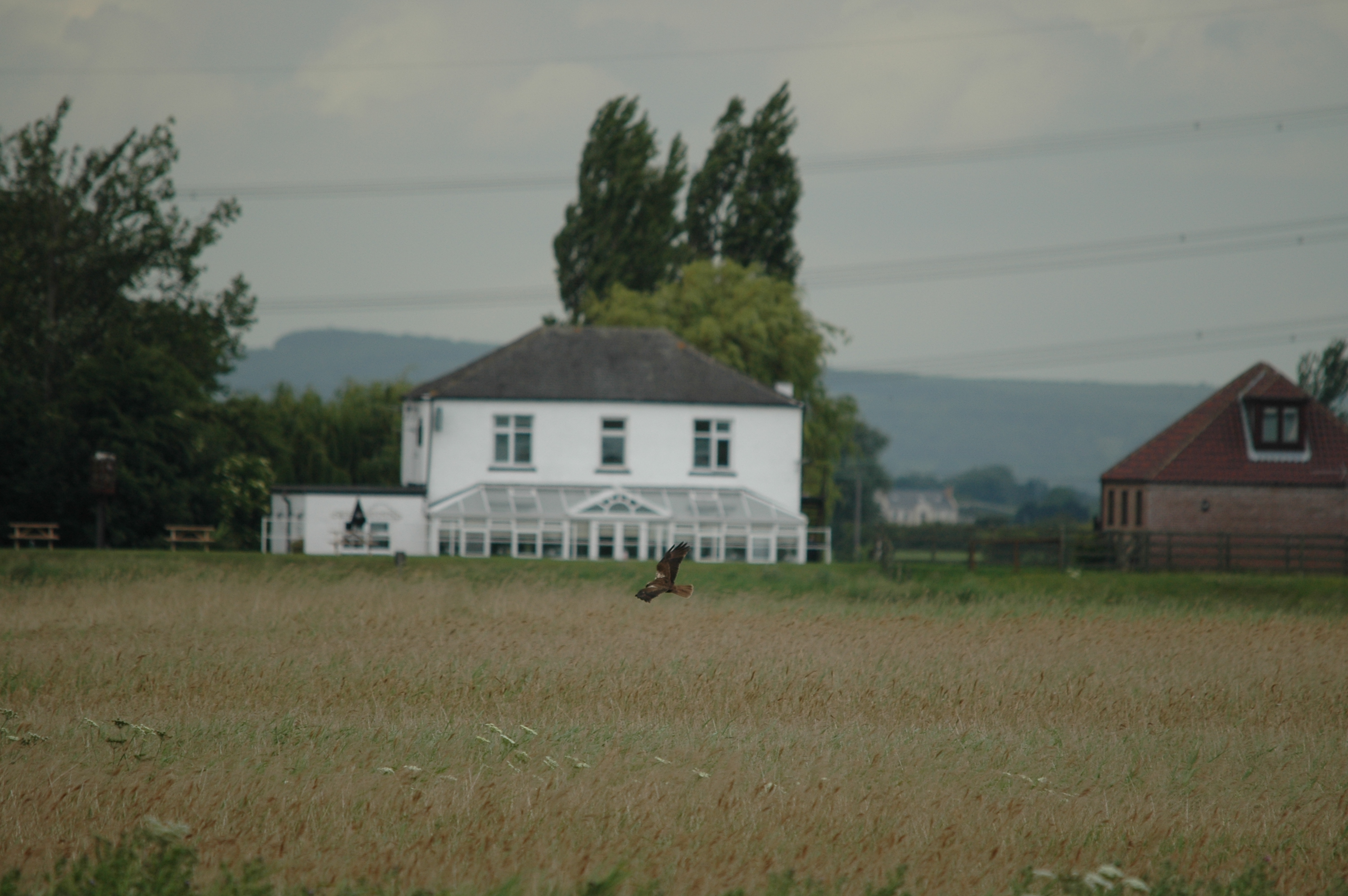 photos/wildlife/Bird_Species/032-Hawks-Eagles-Harriers-Falcons/0688-Western_Marsh-Harrier/20090618-Blacktoft-01.JPG
