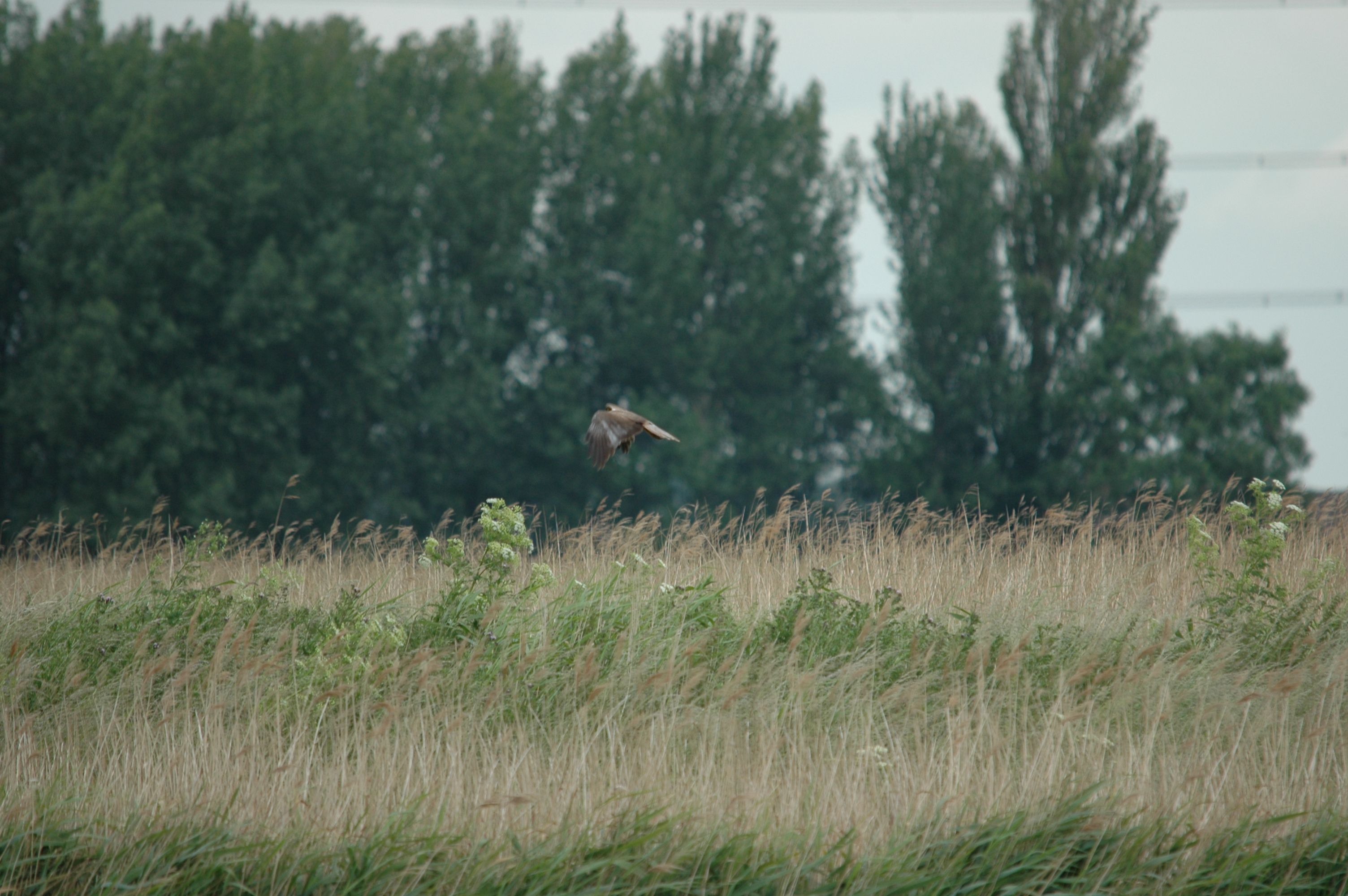 photos/wildlife/Bird_Species/032-Hawks-Eagles-Harriers-Falcons/0688-Western_Marsh-Harrier/20090618-Blacktoft-02.JPG