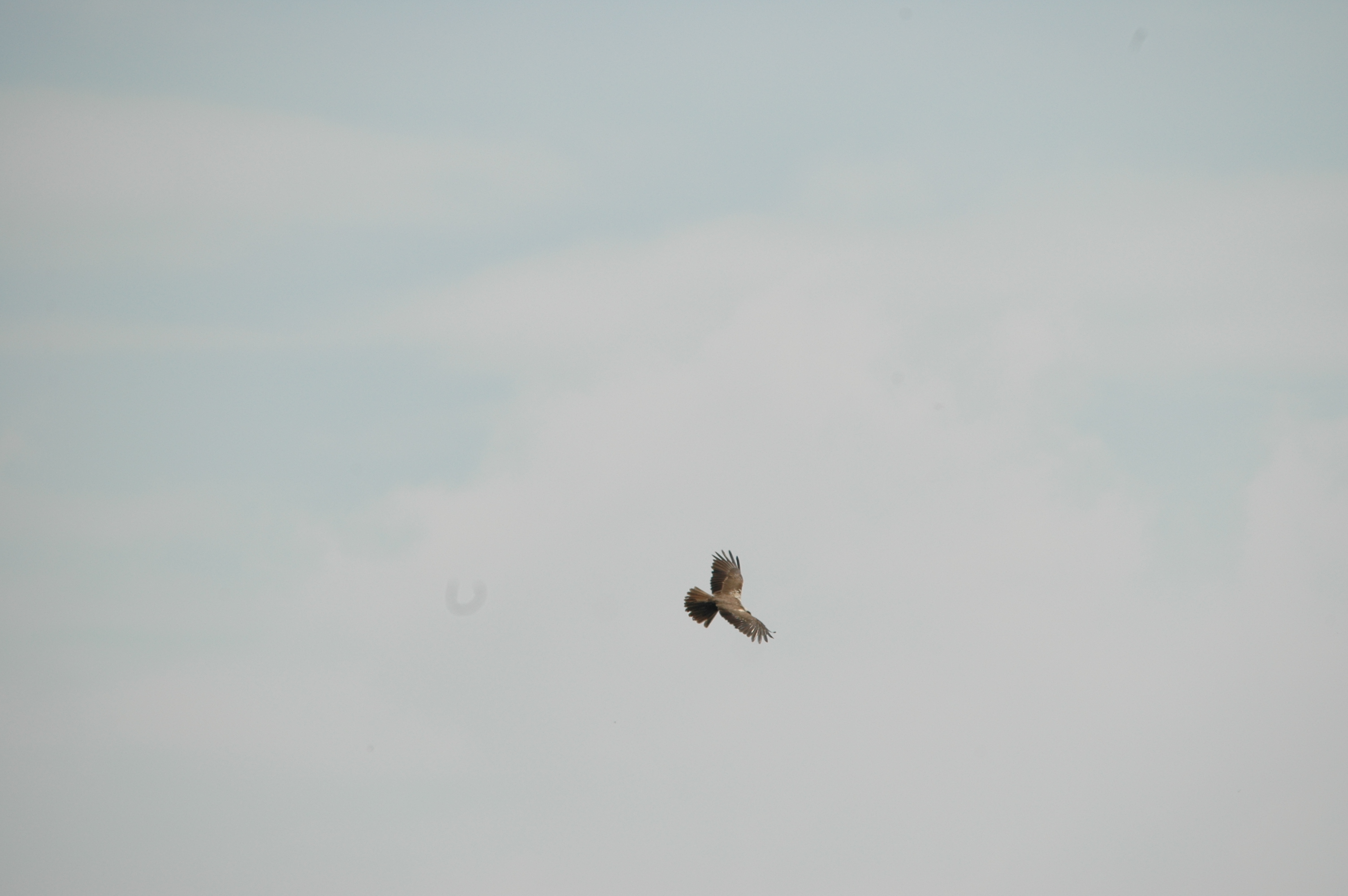 photos/wildlife/Bird_Species/032-Hawks-Eagles-Harriers-Falcons/0688-Western_Marsh-Harrier/20090623-Blacktoft-01.jpg