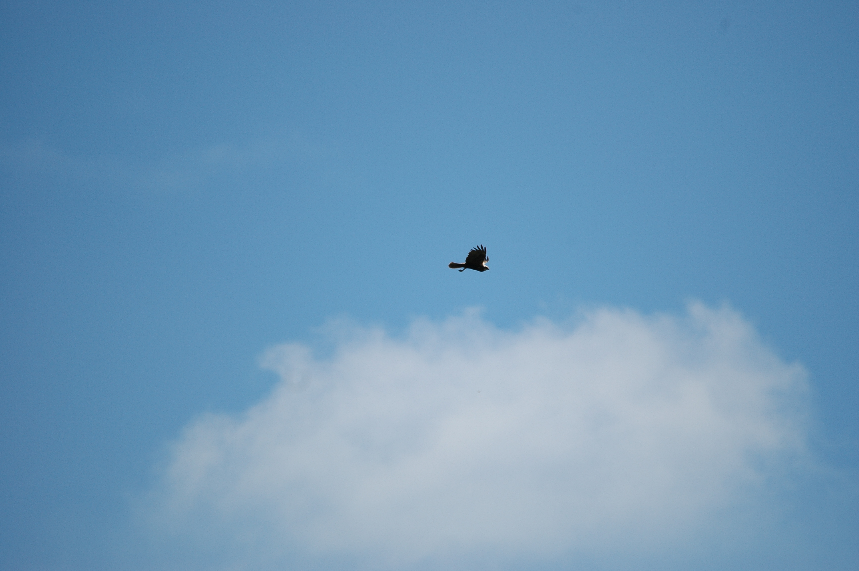 photos/wildlife/Bird_Species/032-Hawks-Eagles-Harriers-Falcons/0688-Western_Marsh-Harrier/20090623-Blacktoft-02.jpg