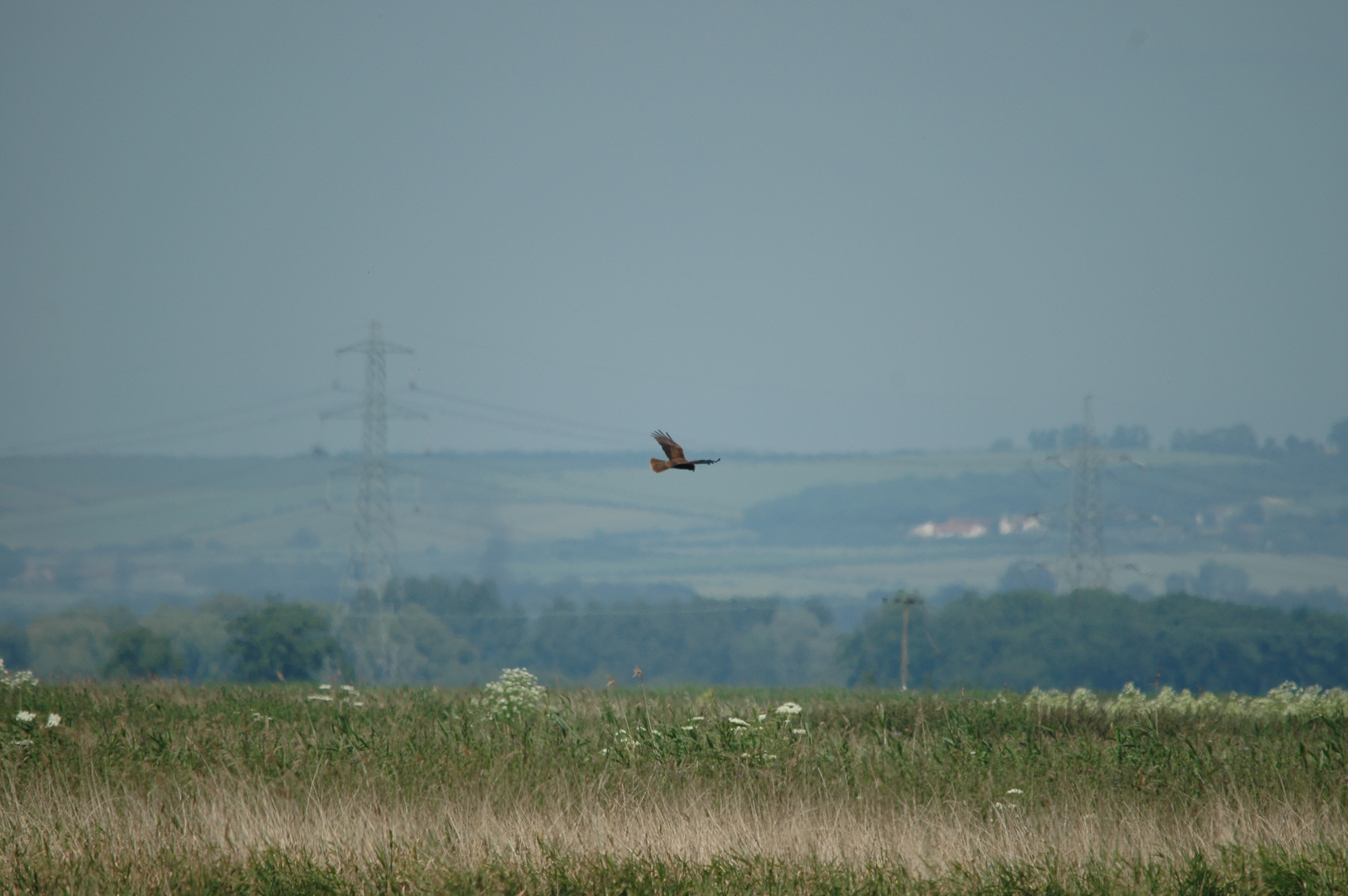 photos/wildlife/Bird_Species/032-Hawks-Eagles-Harriers-Falcons/0688-Western_Marsh-Harrier/20090623-Blacktoft-03.jpg