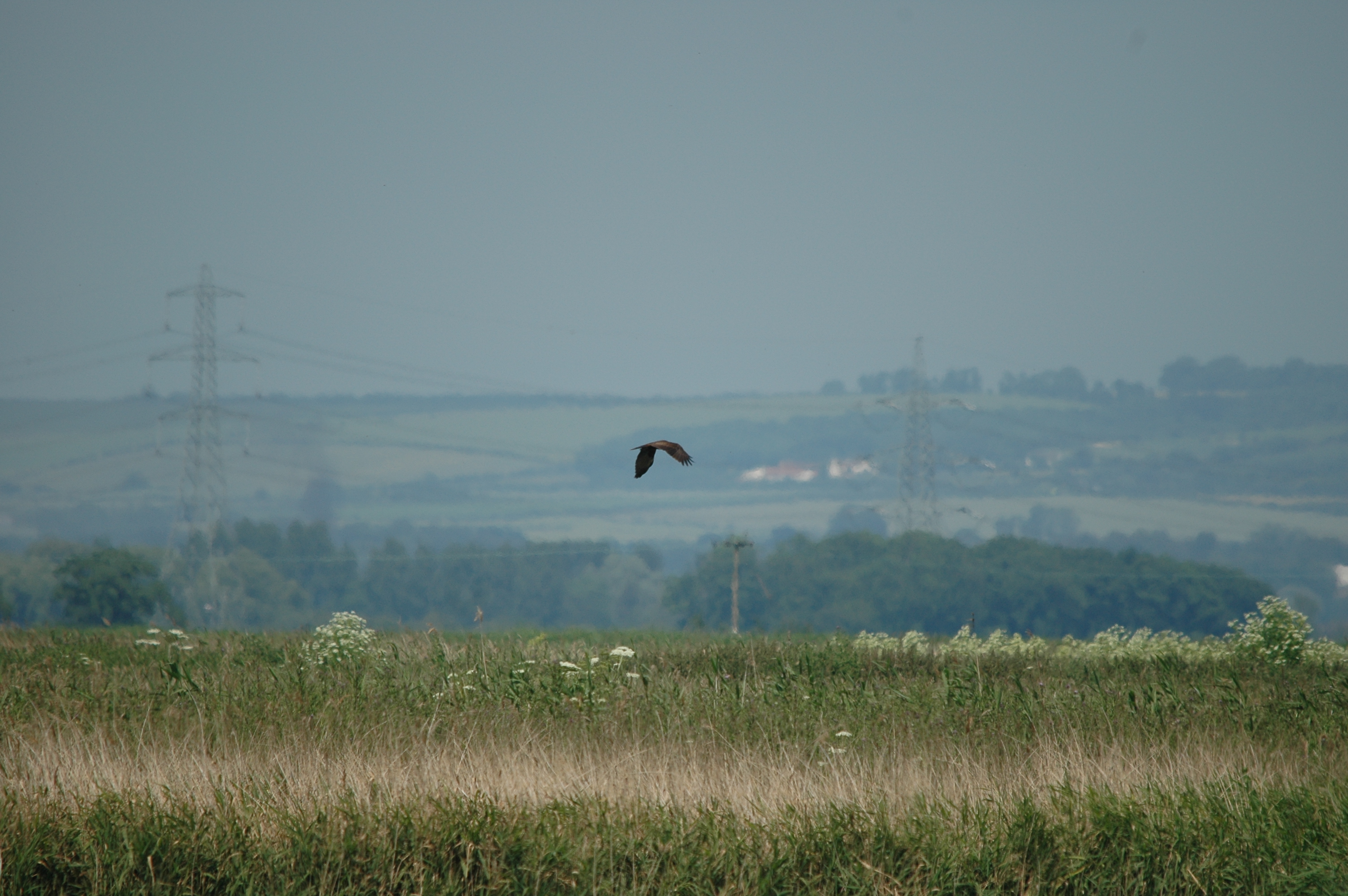 photos/wildlife/Bird_Species/032-Hawks-Eagles-Harriers-Falcons/0688-Western_Marsh-Harrier/20090623-Blacktoft-04.jpg