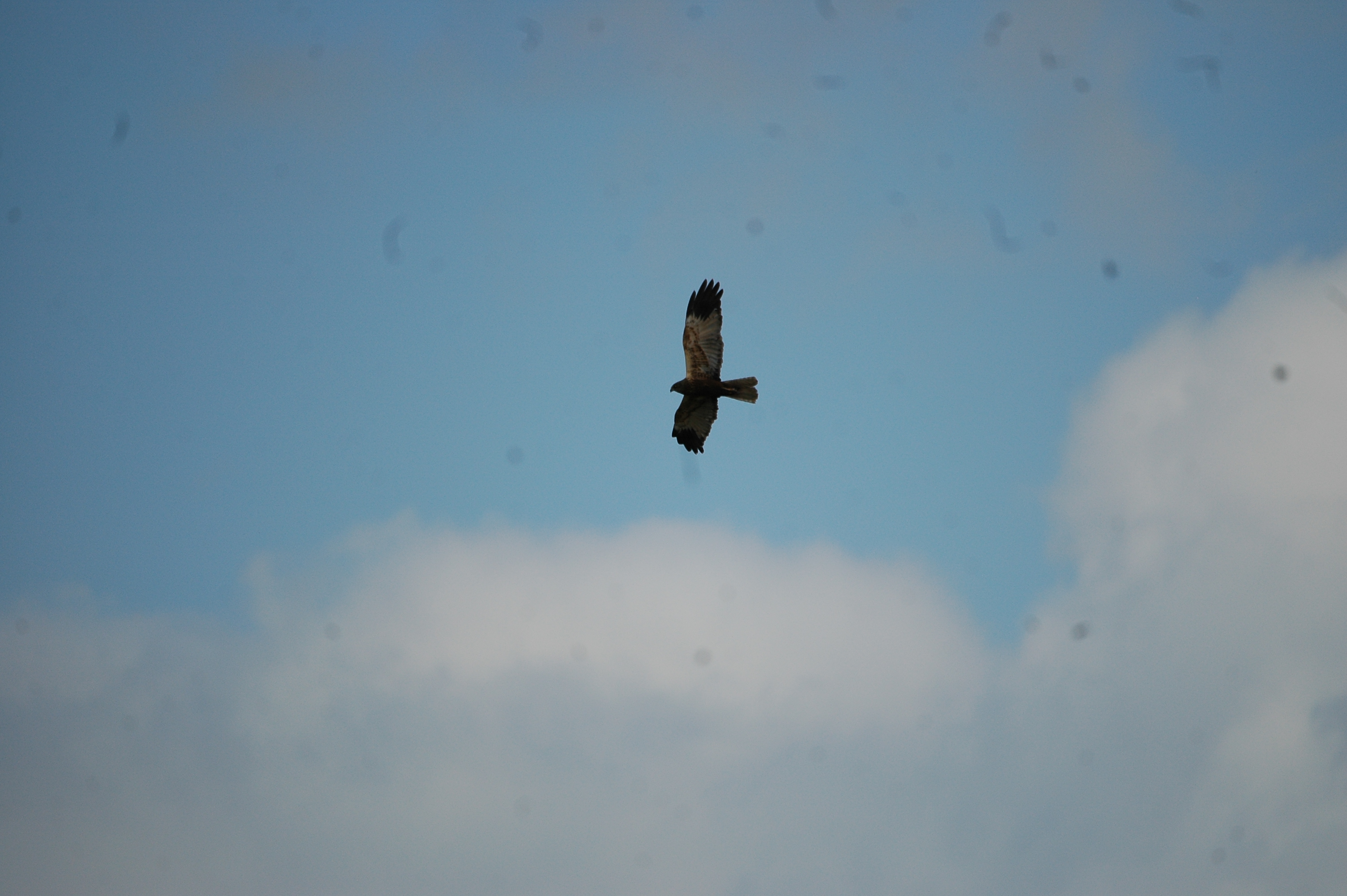 photos/wildlife/Bird_Species/032-Hawks-Eagles-Harriers-Falcons/0688-Western_Marsh-Harrier/20090704-Blacktoft-01.jpg