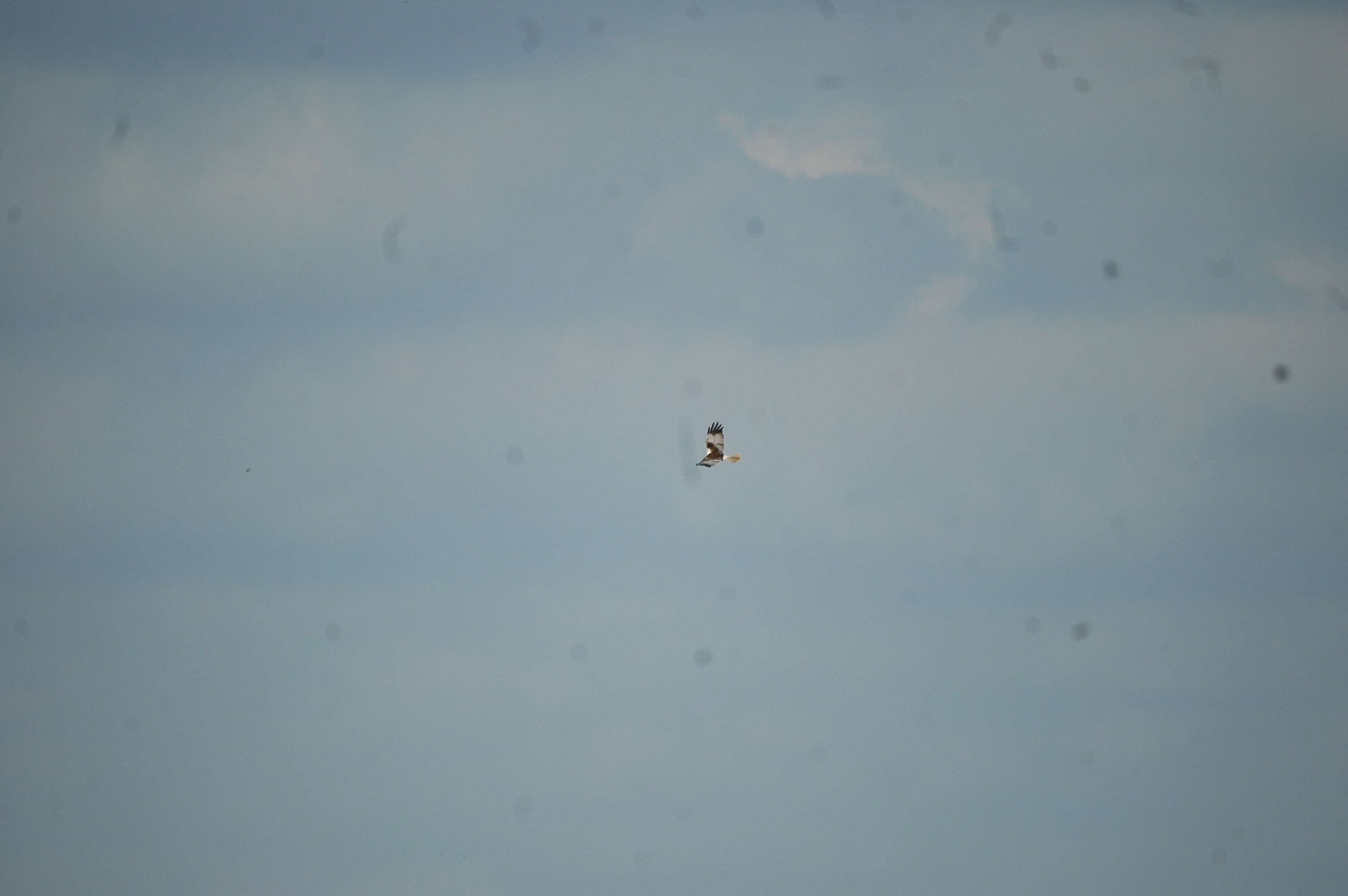 photos/wildlife/Bird_Species/032-Hawks-Eagles-Harriers-Falcons/0688-Western_Marsh-Harrier/20090704-Blacktoft-02.jpg