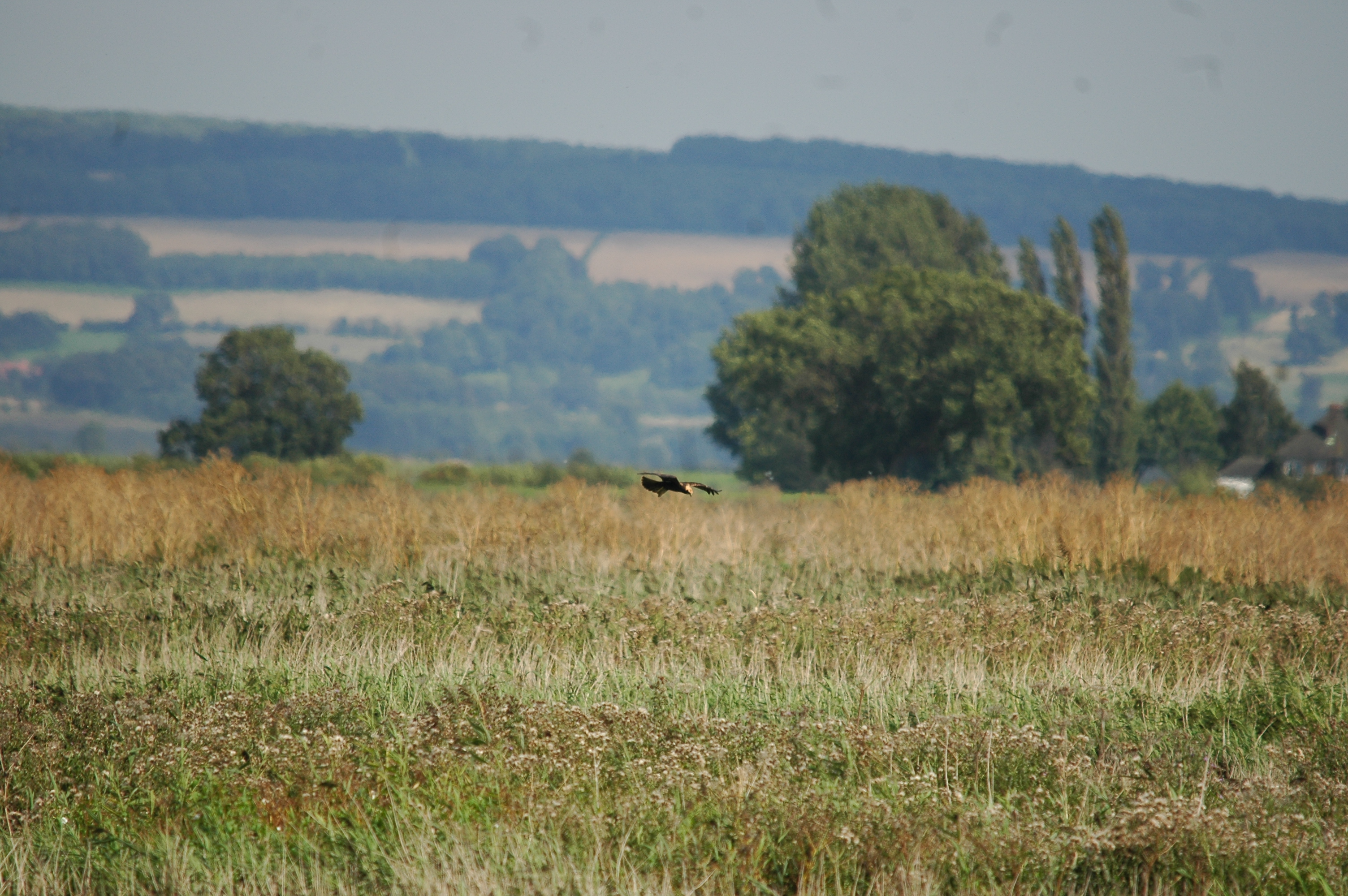 photos/wildlife/Bird_Species/032-Hawks-Eagles-Harriers-Falcons/0688-Western_Marsh-Harrier/20090819-Blacktoft-01.jpg