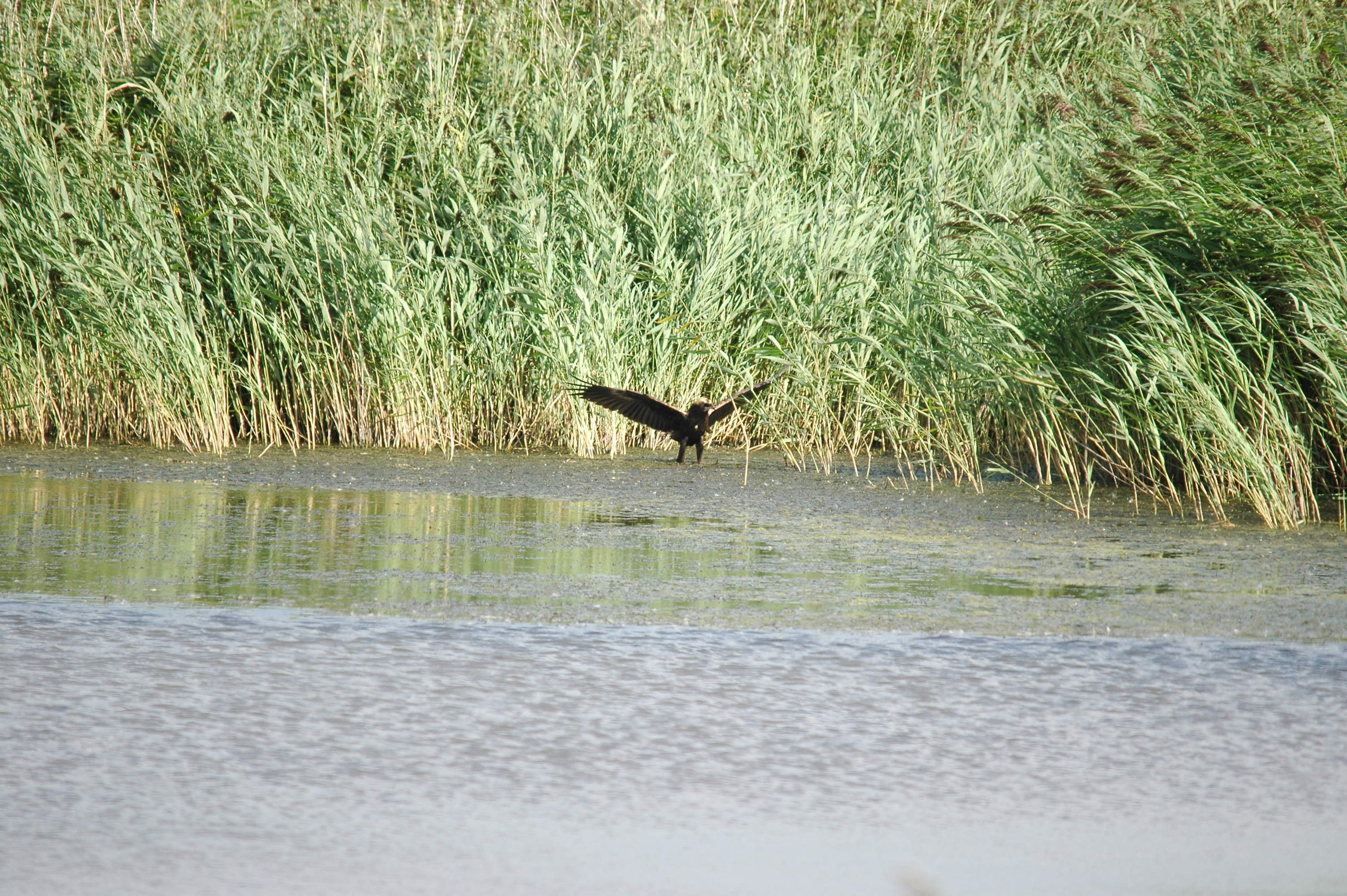 photos/wildlife/Bird_Species/032-Hawks-Eagles-Harriers-Falcons/0688-Western_Marsh-Harrier/20090819-Blacktoft-02.jpg