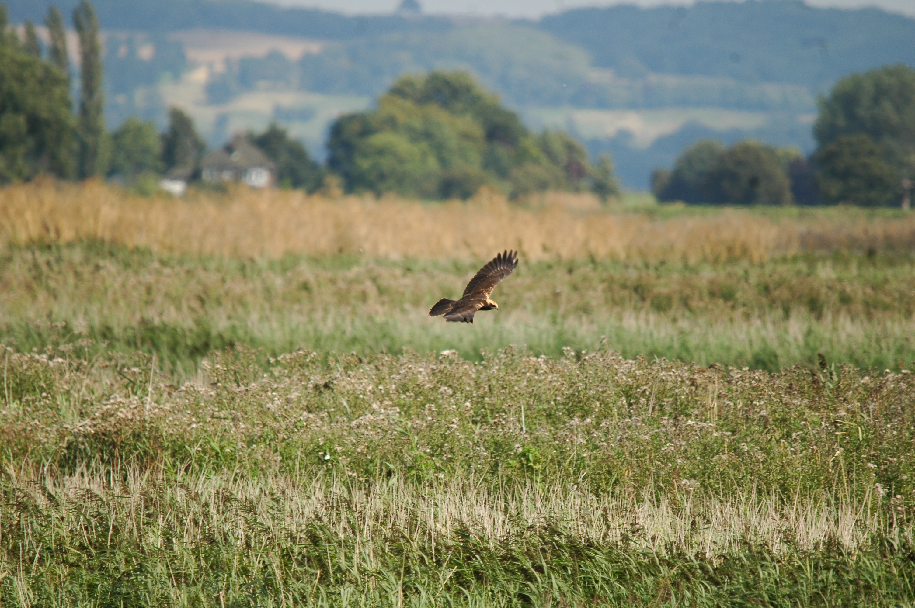 photos/wildlife/Bird_Species/032-Hawks-Eagles-Harriers-Falcons/0688-Western_Marsh-Harrier/20090819-Blacktoft-03.jpg