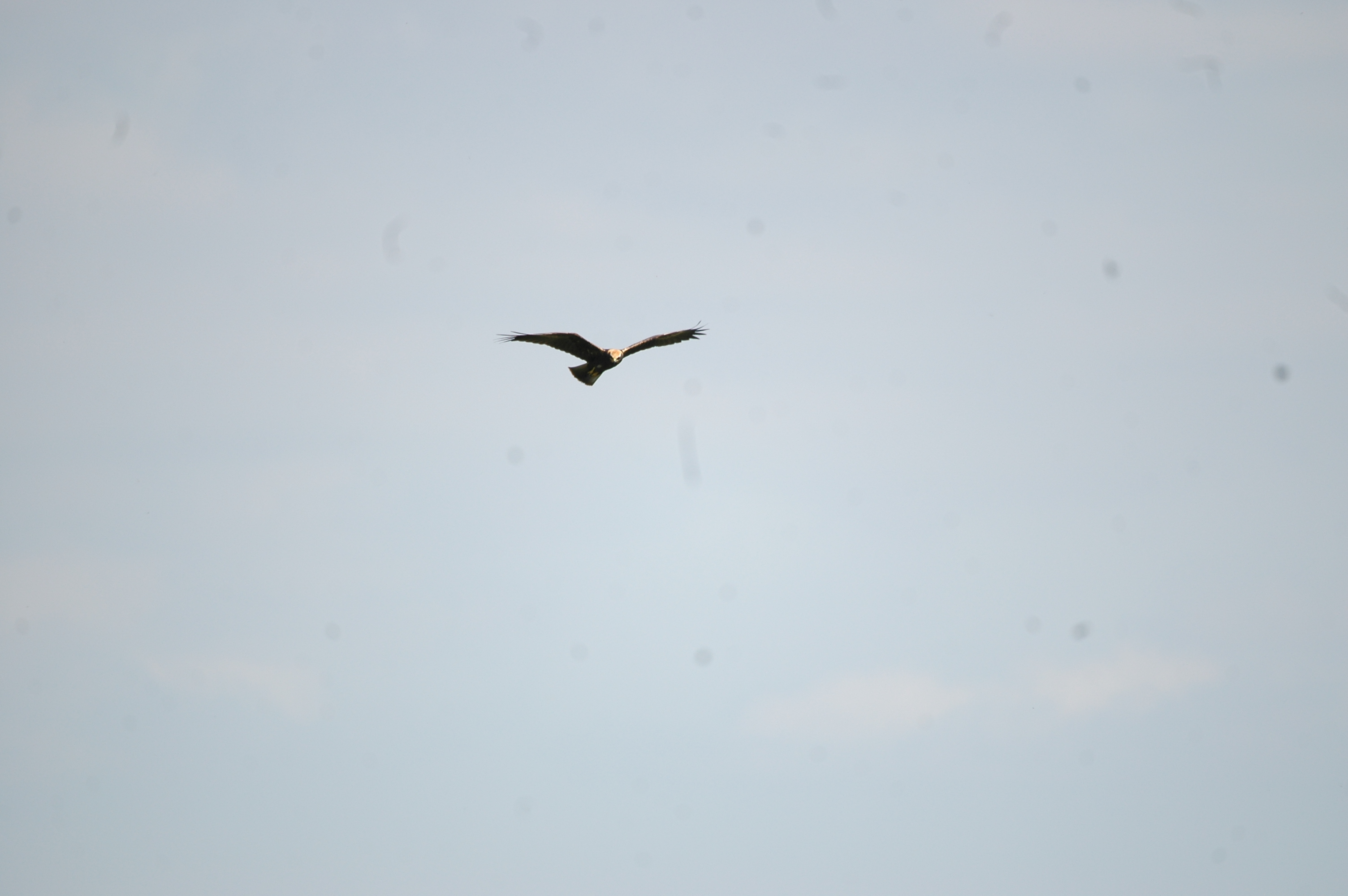 photos/wildlife/Bird_Species/032-Hawks-Eagles-Harriers-Falcons/0688-Western_Marsh-Harrier/20090819-Blacktoft-05.jpg