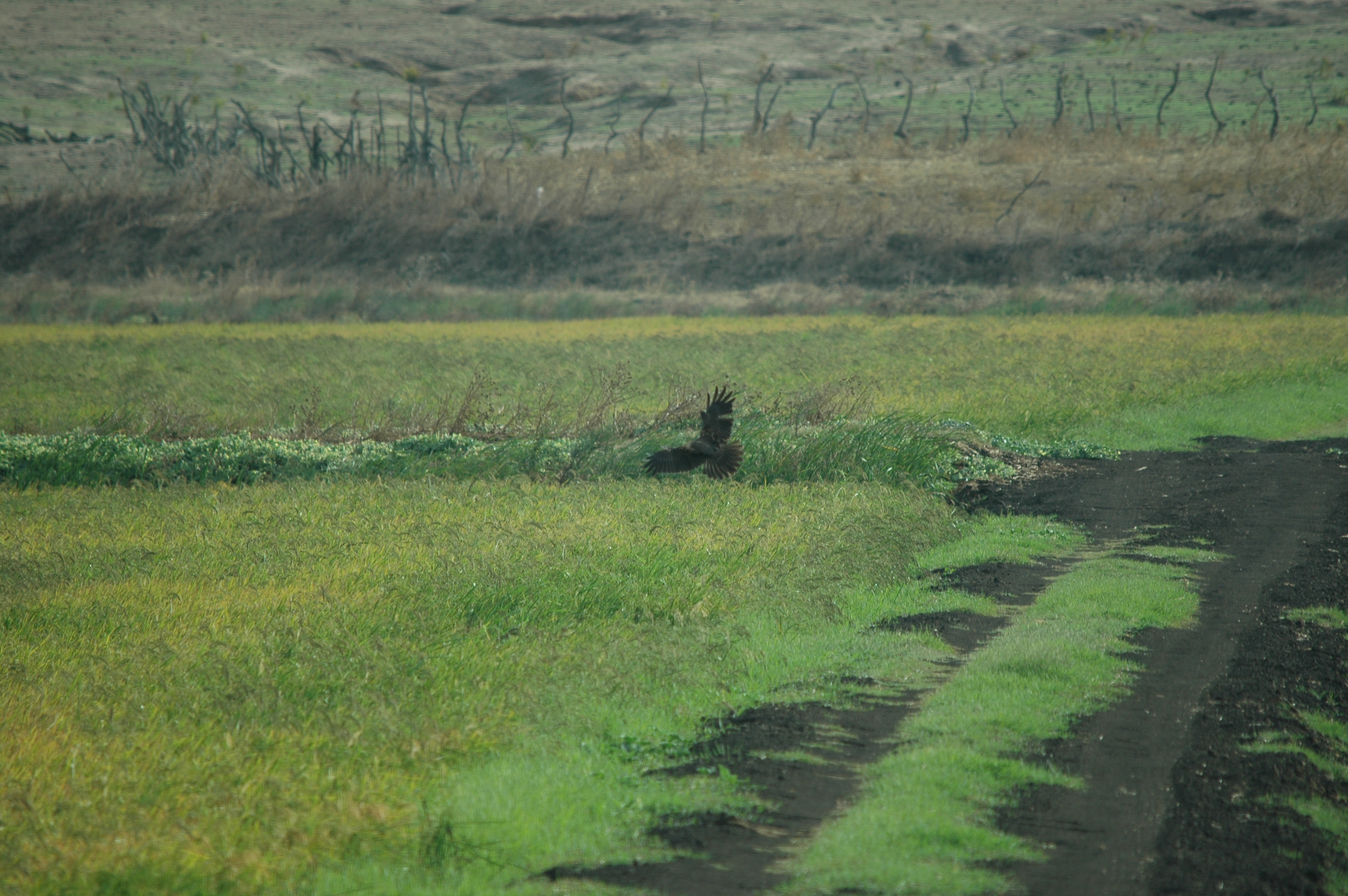 photos/wildlife/Bird_Species/032-Hawks-Eagles-Harriers-Falcons/0688-Western_Marsh-Harrier/20090926-Spain-01.jpg