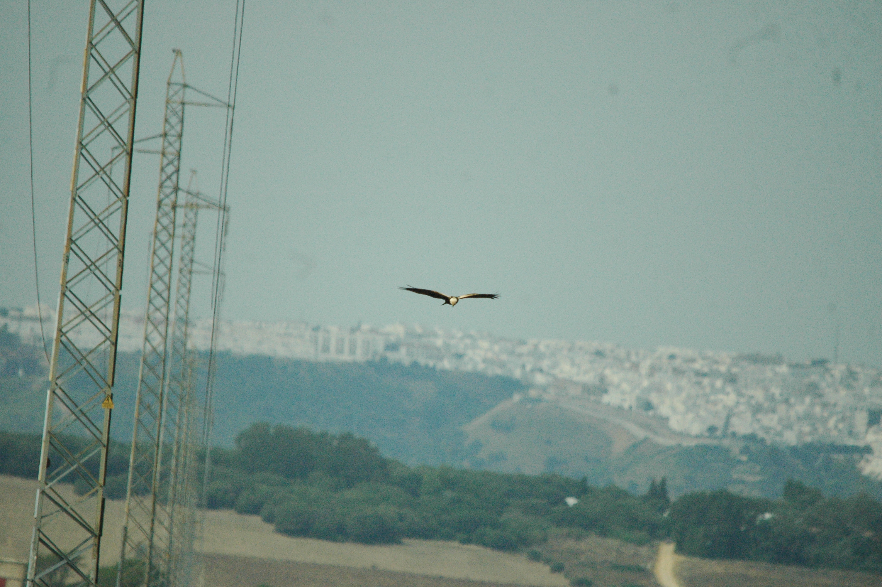 photos/wildlife/Bird_Species/032-Hawks-Eagles-Harriers-Falcons/0688-Western_Marsh-Harrier/20090927-Spain-01.jpg