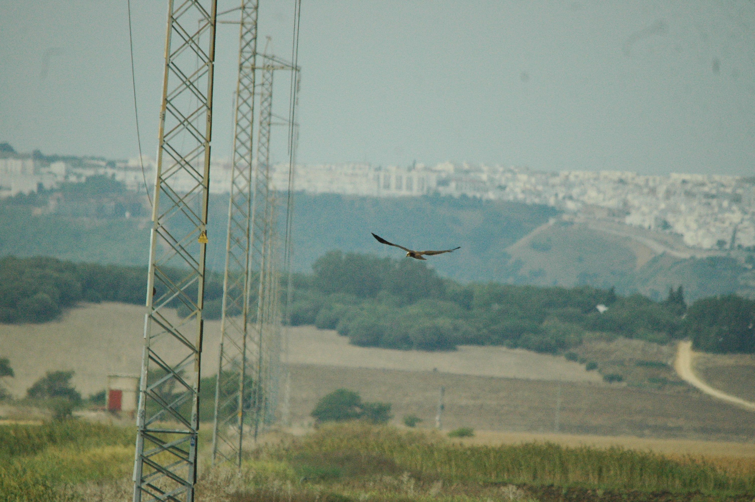 photos/wildlife/Bird_Species/032-Hawks-Eagles-Harriers-Falcons/0688-Western_Marsh-Harrier/20090927-Spain-02.jpg