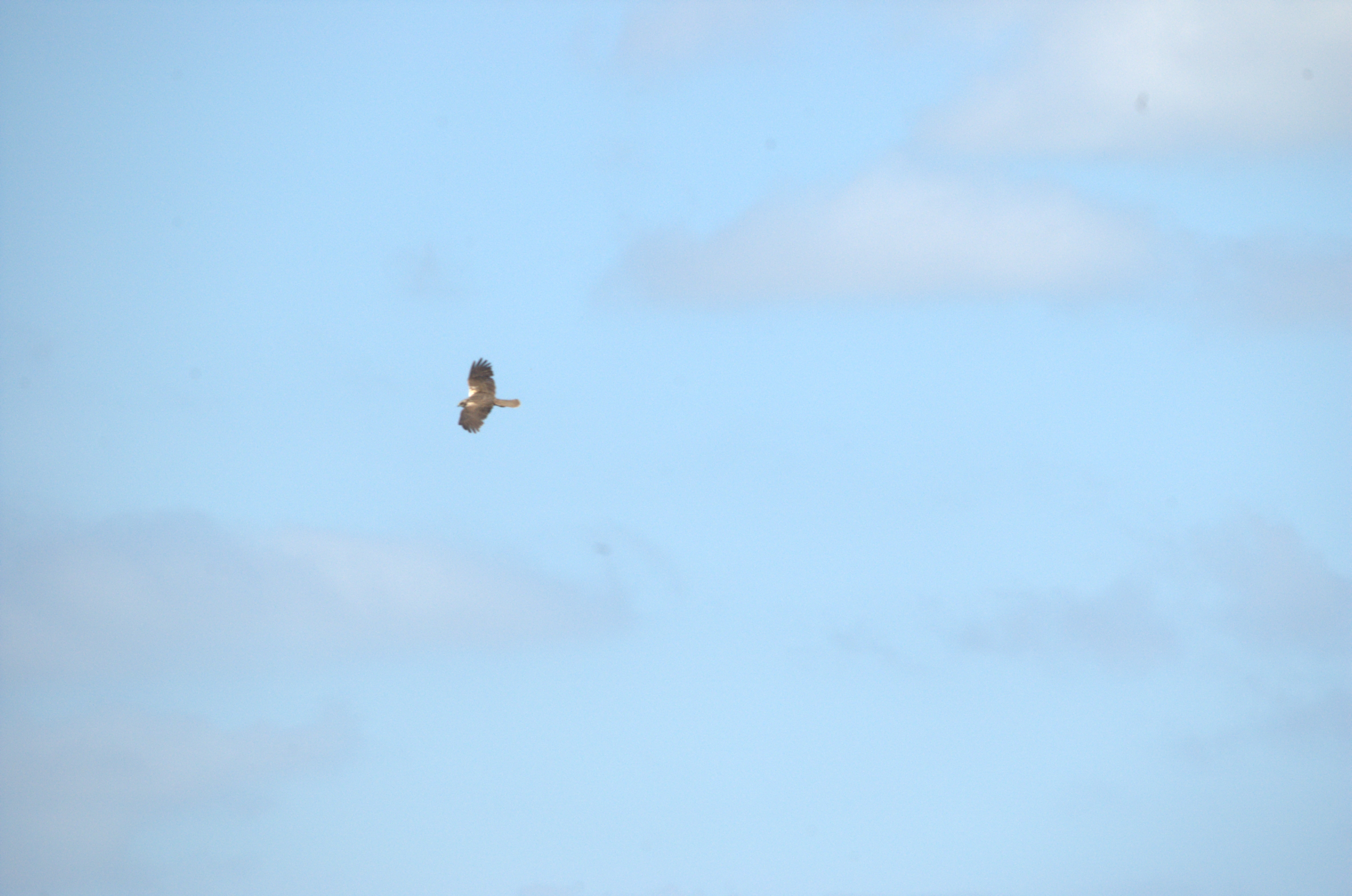 photos/wildlife/Bird_Species/032-Hawks-Eagles-Harriers-Falcons/0688-Western_Marsh-Harrier/DSC_2335.jpg