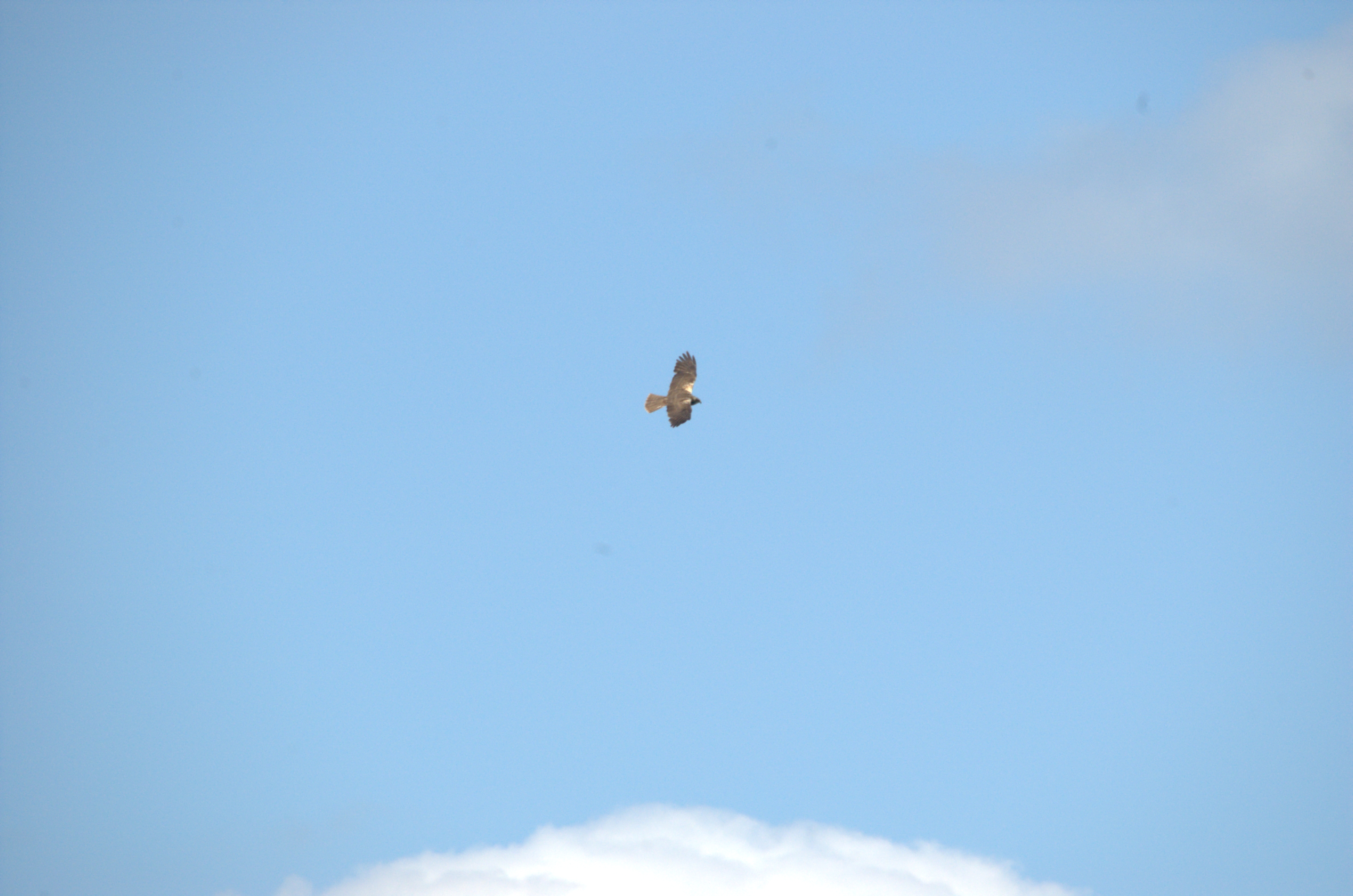 photos/wildlife/Bird_Species/032-Hawks-Eagles-Harriers-Falcons/0688-Western_Marsh-Harrier/DSC_2338.jpg