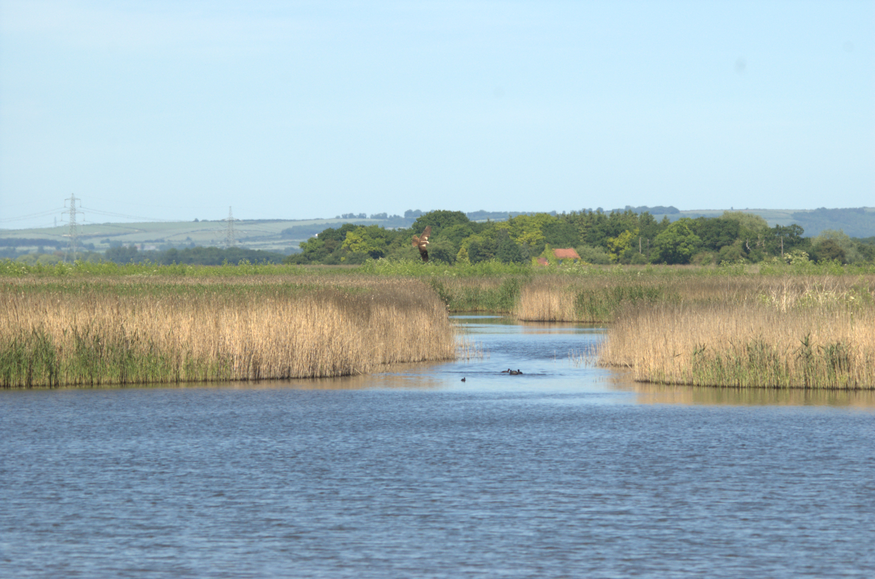 photos/wildlife/Bird_Species/032-Hawks-Eagles-Harriers-Falcons/0688-Western_Marsh-Harrier/DSC_2369.jpg