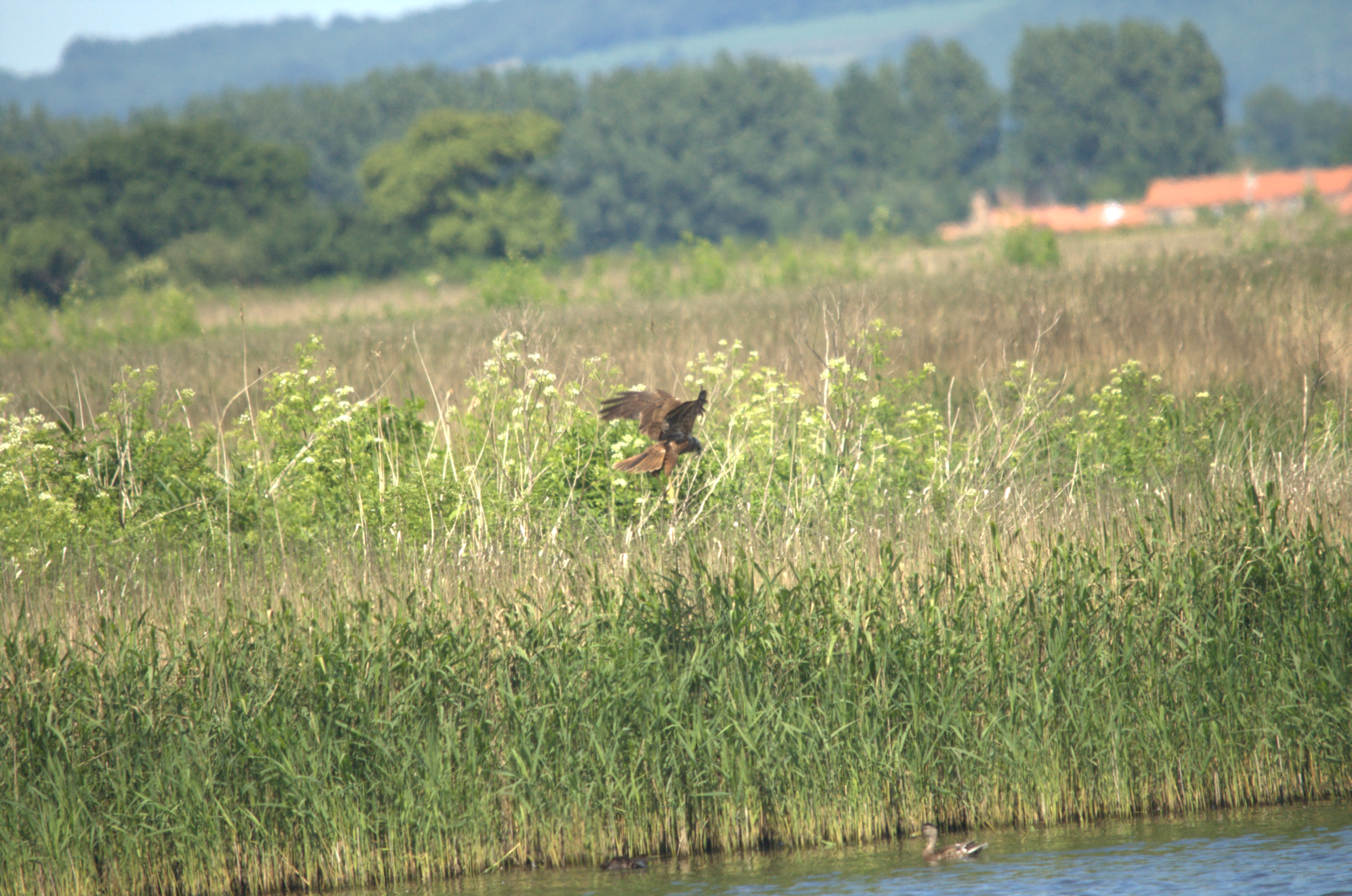 photos/wildlife/Bird_Species/032-Hawks-Eagles-Harriers-Falcons/0688-Western_Marsh-Harrier/DSC_2373.jpg