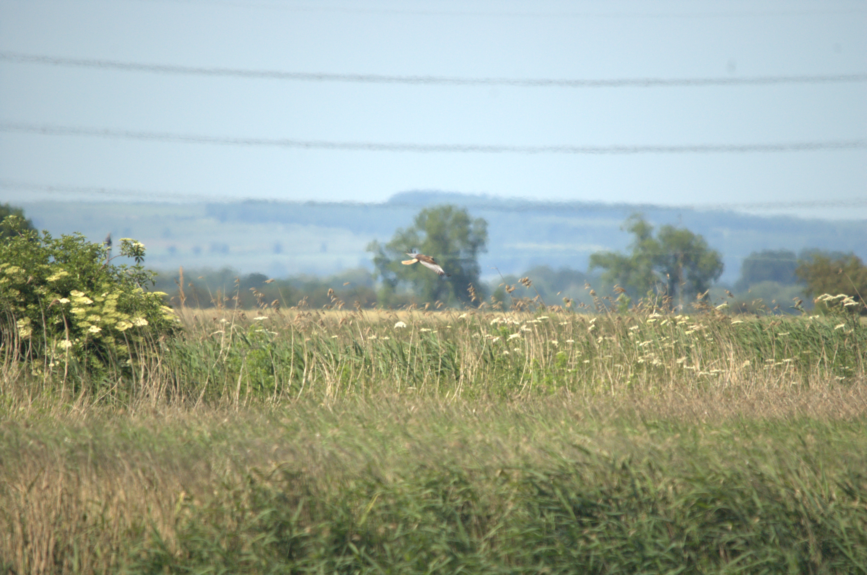 photos/wildlife/Bird_Species/032-Hawks-Eagles-Harriers-Falcons/0688-Western_Marsh-Harrier/DSC_2378.jpg