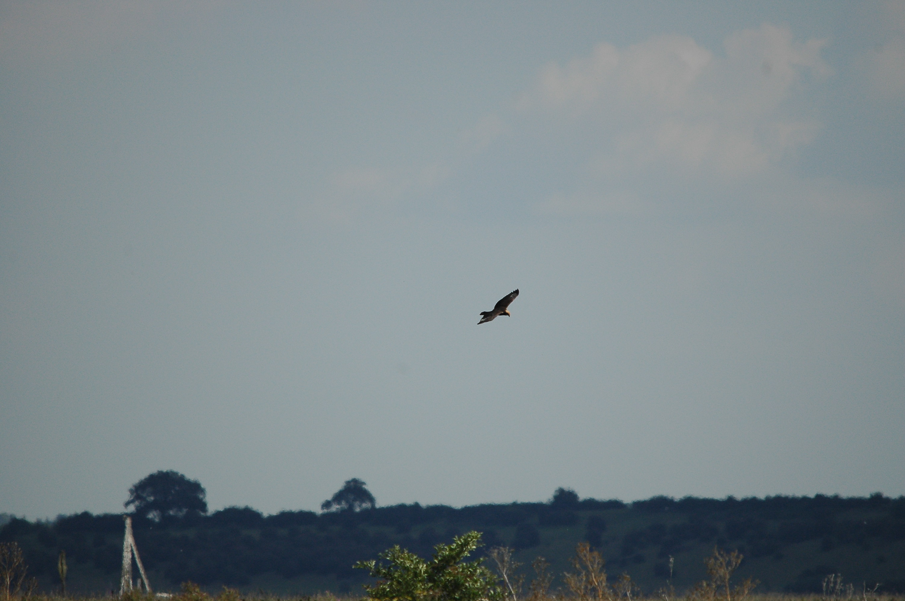 photos/wildlife/Bird_Species/032-Hawks-Eagles-Harriers-Falcons/0688-Western_Marsh-Harrier/DSC_3235.JPG