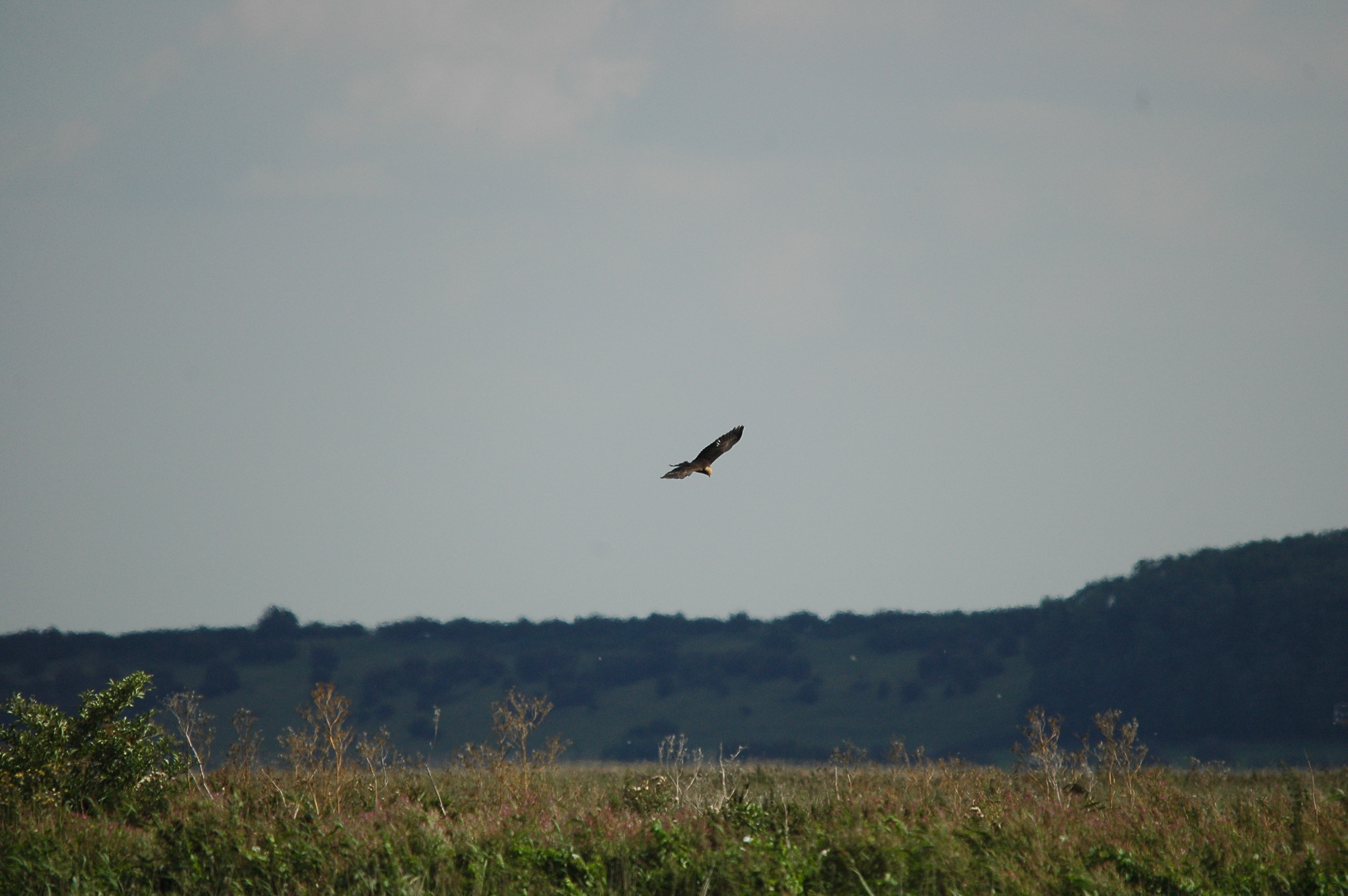 photos/wildlife/Bird_Species/032-Hawks-Eagles-Harriers-Falcons/0688-Western_Marsh-Harrier/DSC_3236.JPG