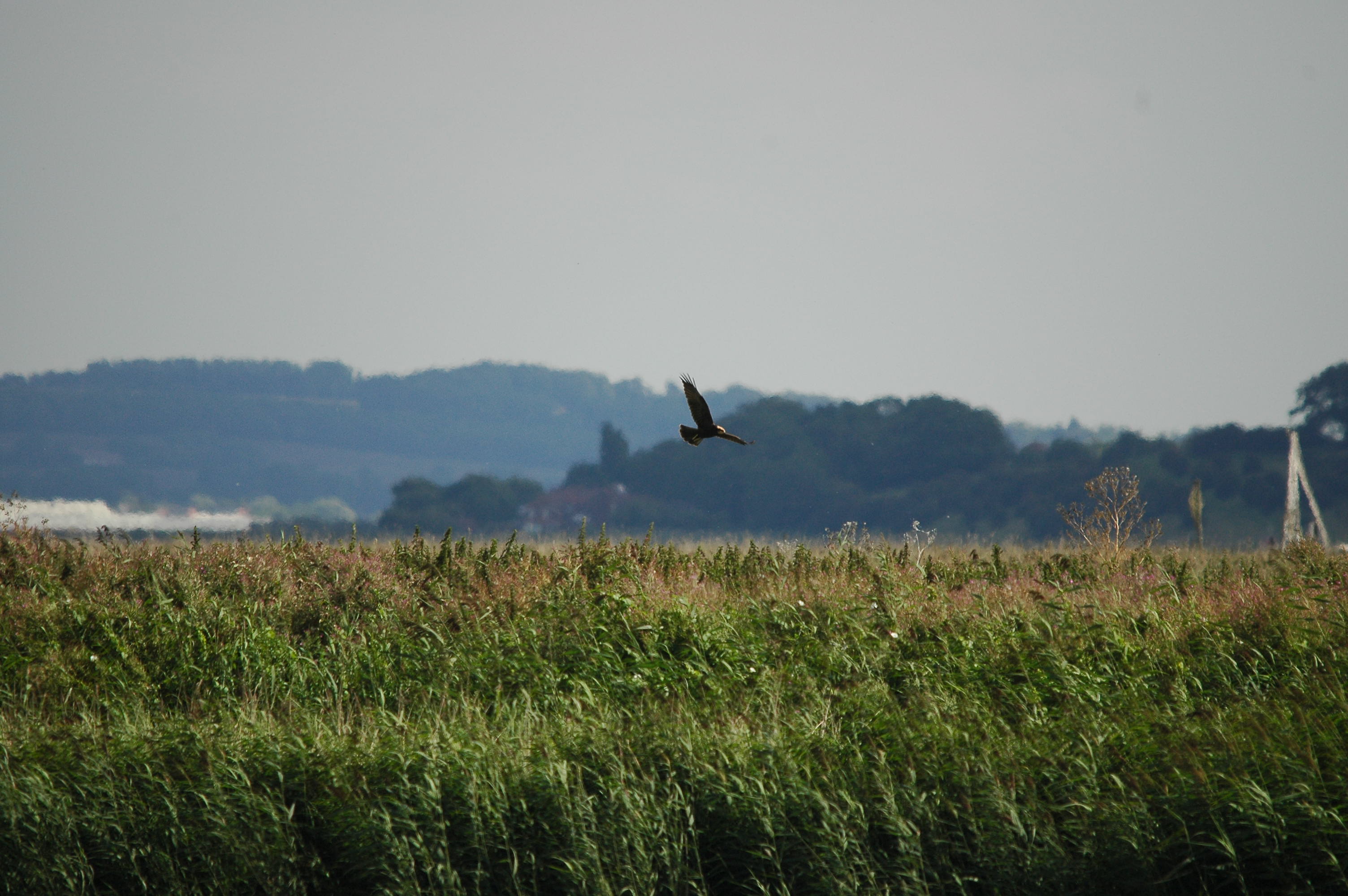 photos/wildlife/Bird_Species/032-Hawks-Eagles-Harriers-Falcons/0688-Western_Marsh-Harrier/DSC_3240.JPG