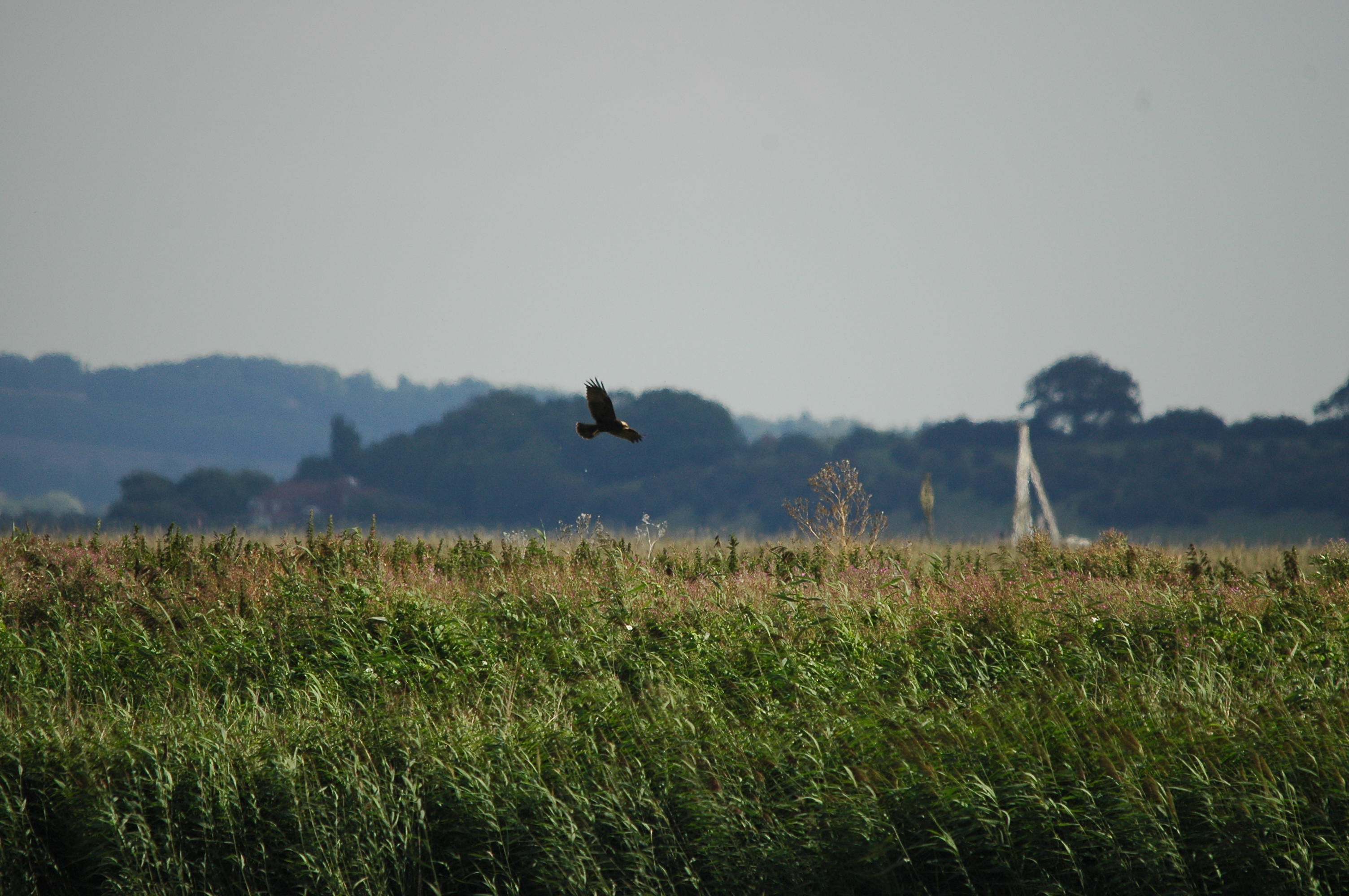 photos/wildlife/Bird_Species/032-Hawks-Eagles-Harriers-Falcons/0688-Western_Marsh-Harrier/DSC_3241.JPG