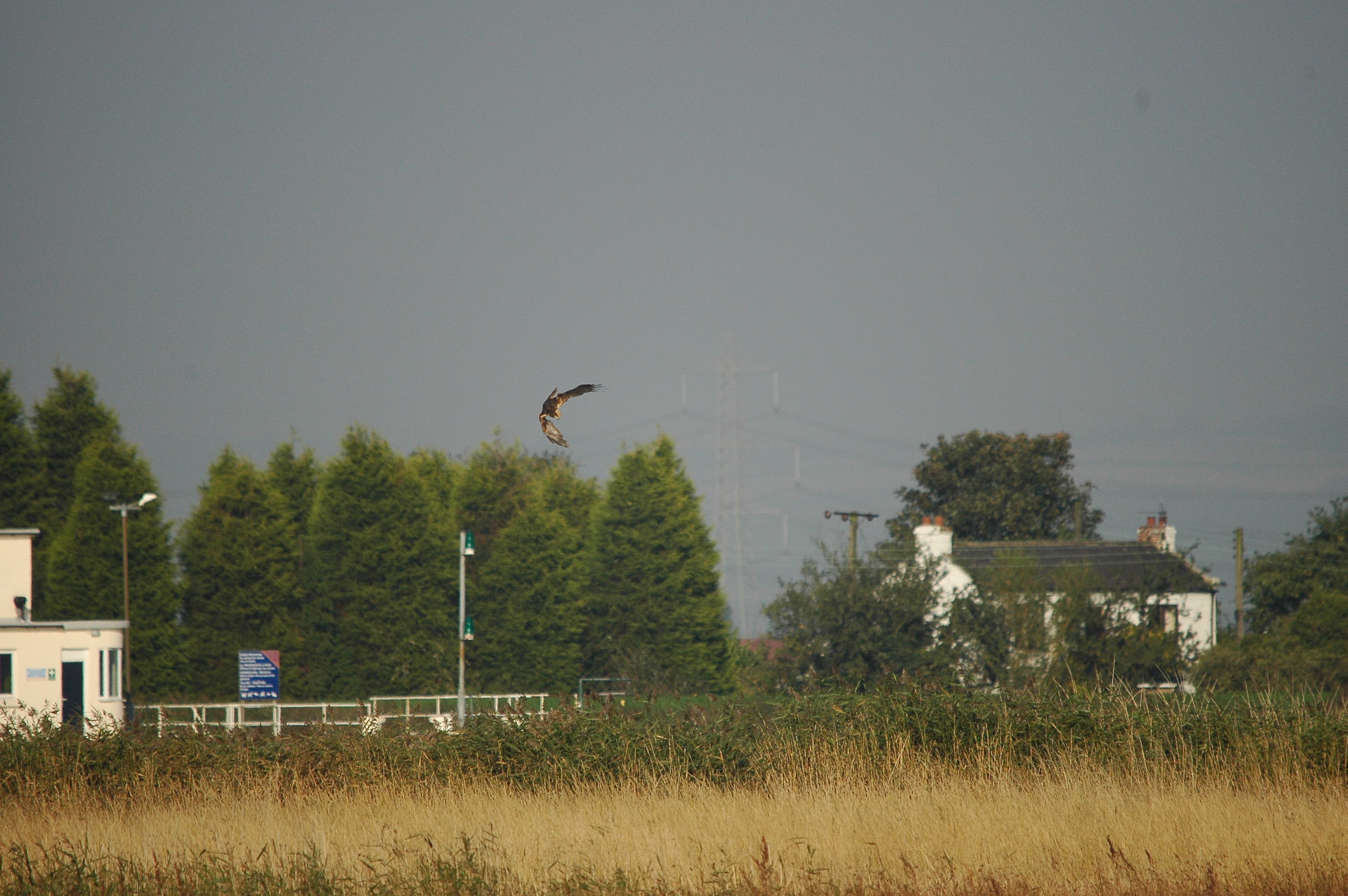 photos/wildlife/Bird_Species/032-Hawks-Eagles-Harriers-Falcons/0688-Western_Marsh-Harrier/DSC_3509.JPG