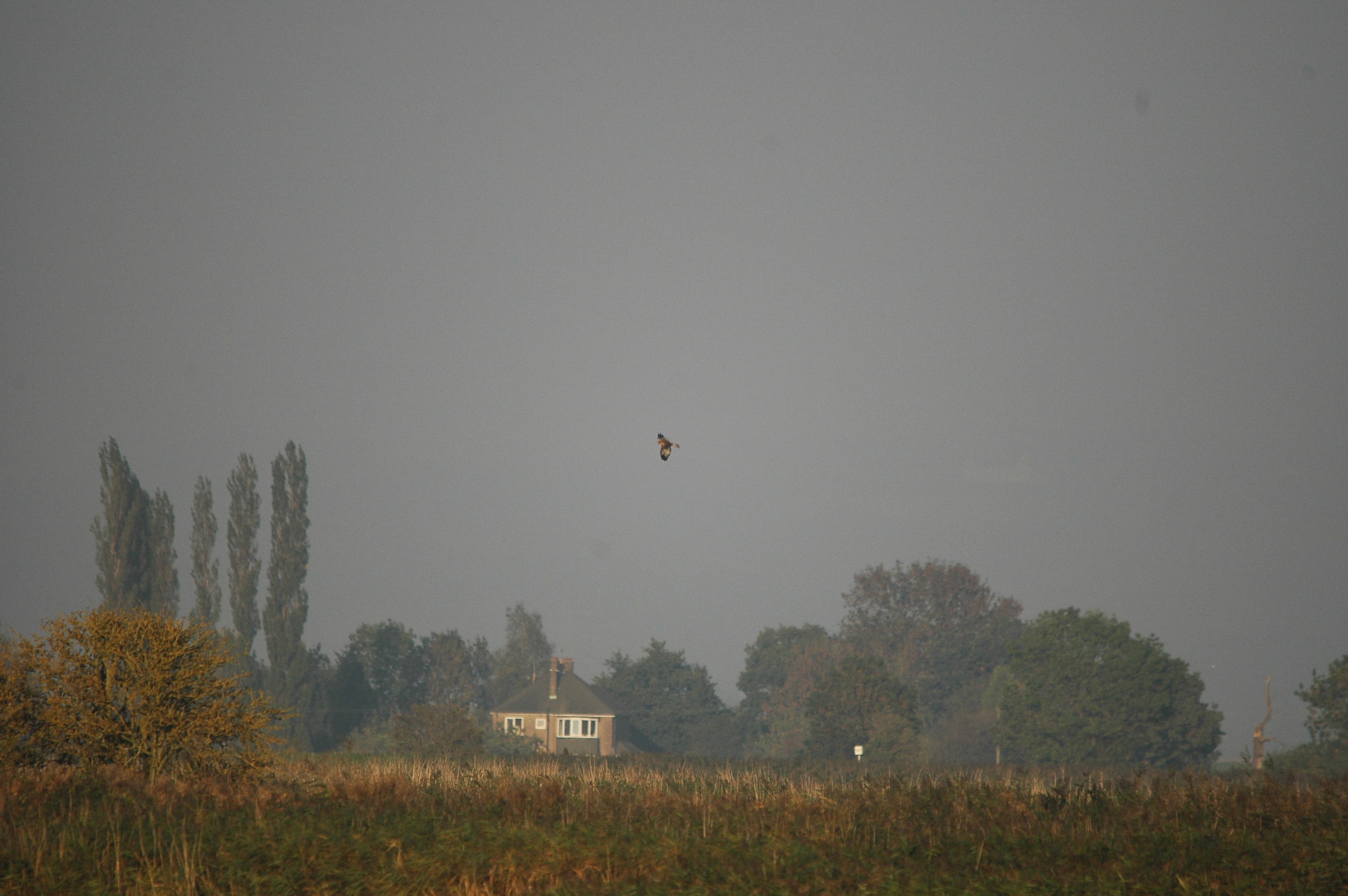 photos/wildlife/Bird_Species/032-Hawks-Eagles-Harriers-Falcons/0688-Western_Marsh-Harrier/DSC_3547.JPG