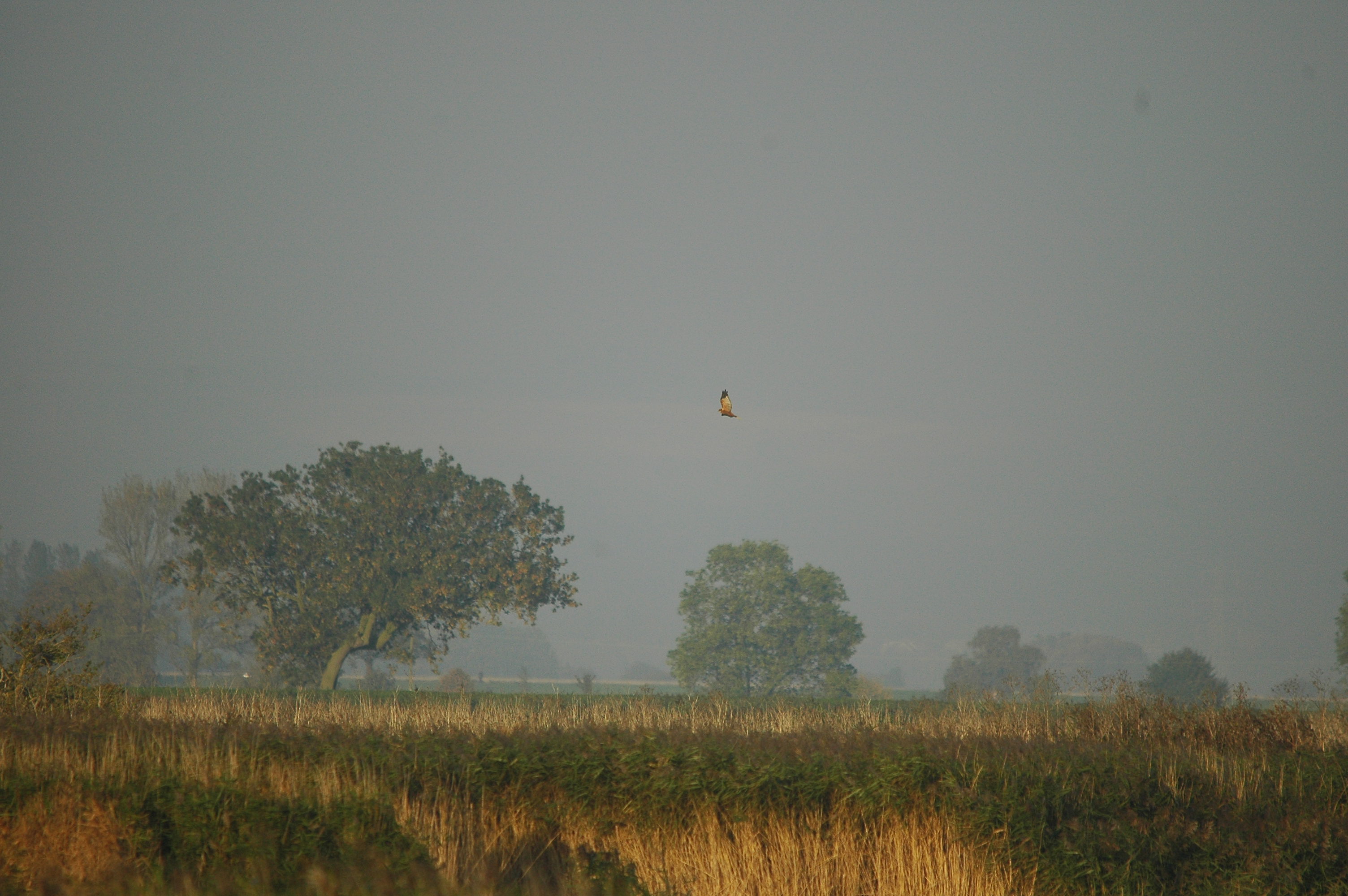 photos/wildlife/Bird_Species/032-Hawks-Eagles-Harriers-Falcons/0688-Western_Marsh-Harrier/DSC_3548.JPG